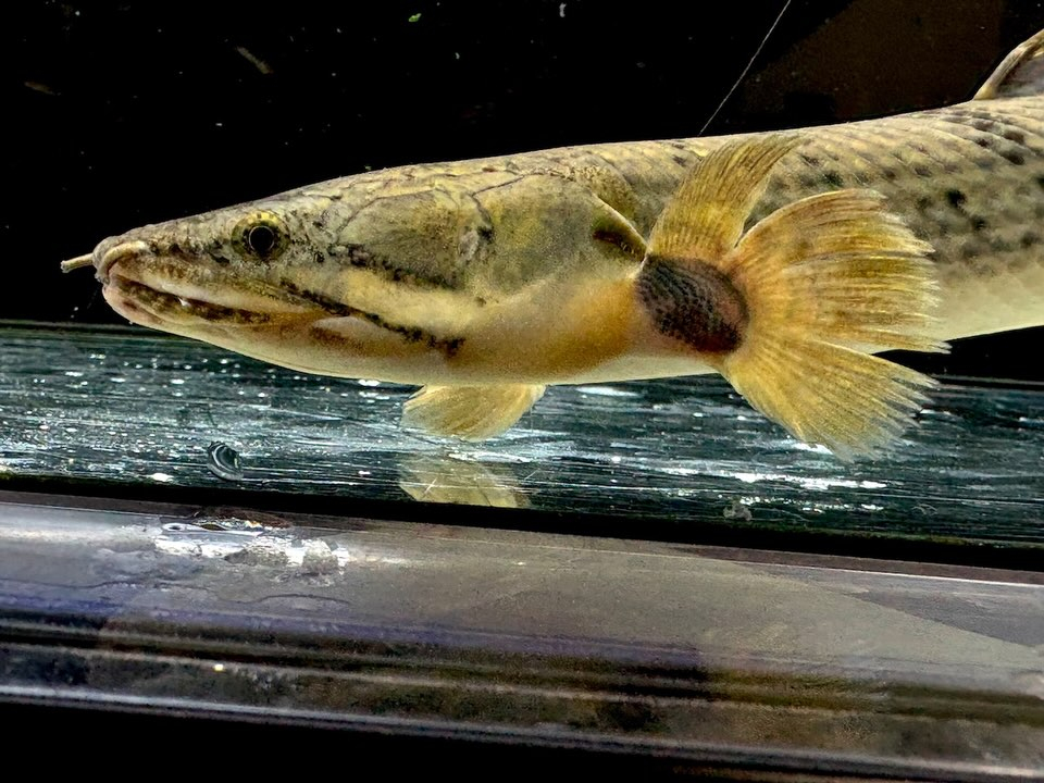 Po.ウィークシー 23cm コンゴ産