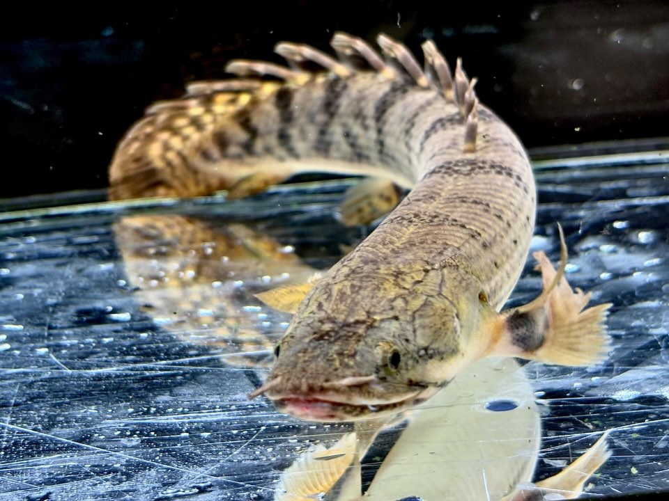 Po.ウィークシー 23cm コンゴ産