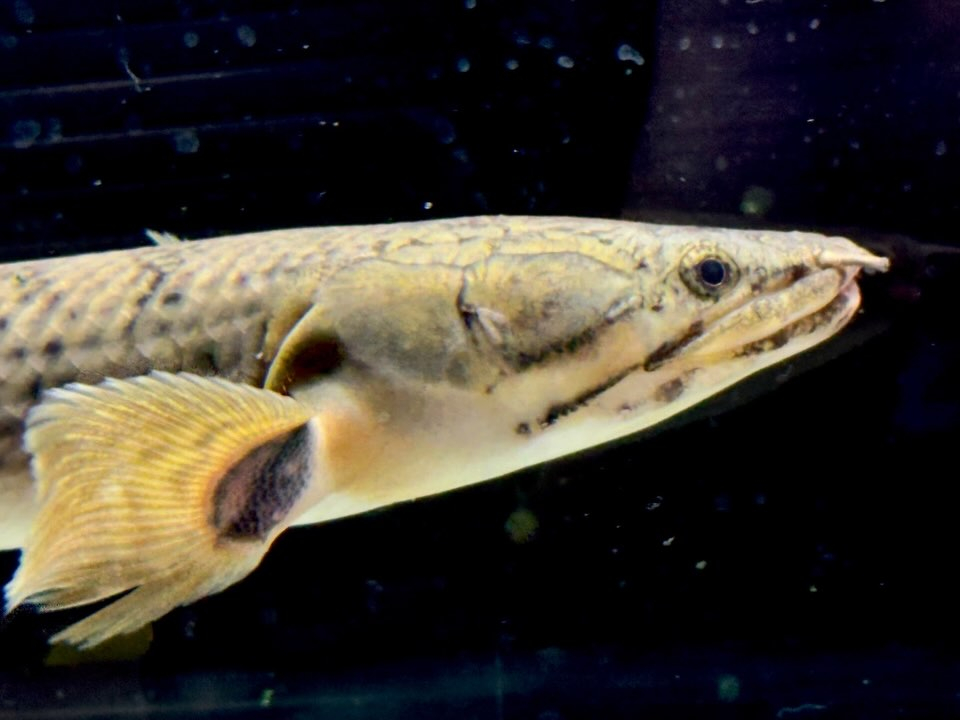 Po.ウィークシー 23cm コンゴ産