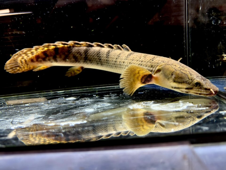 Po.ウィークシー 23cm コンゴ産