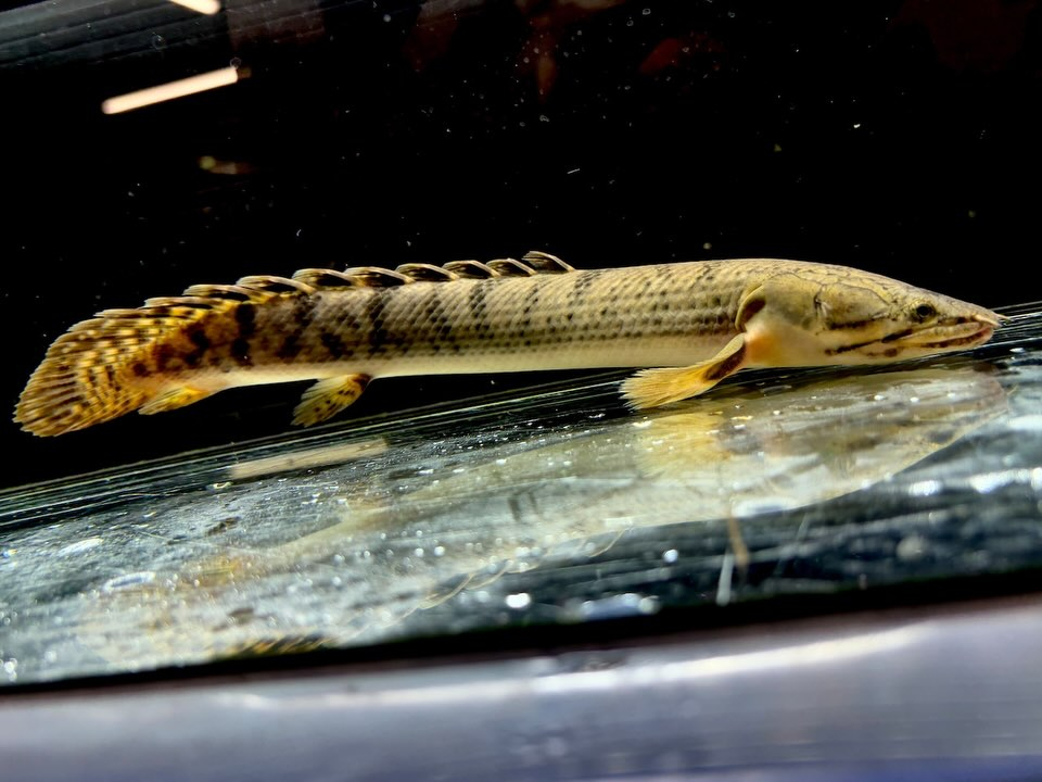 Po.ウィークシー 23cm コンゴ産