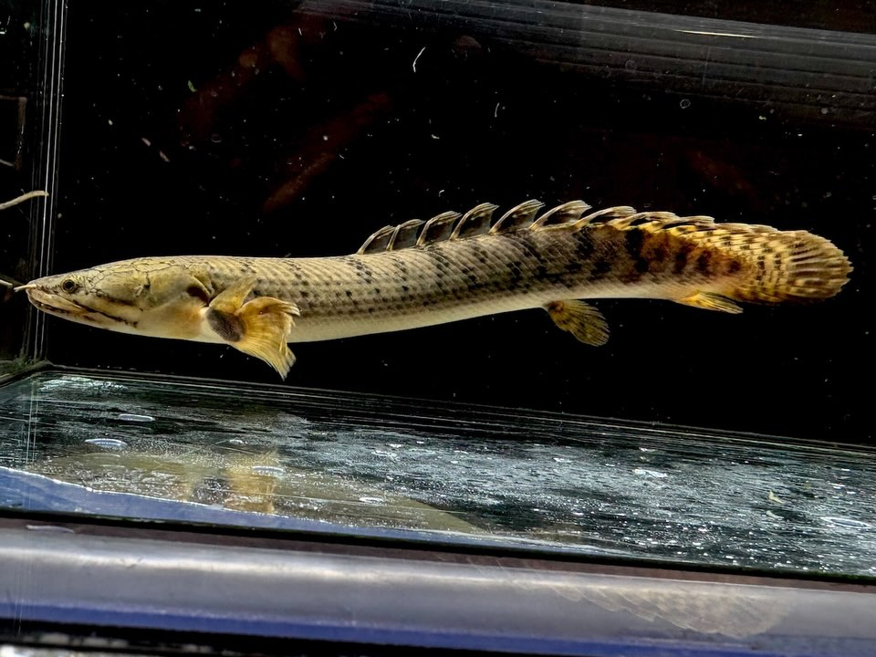 Po.ウィークシー 23cm コンゴ産