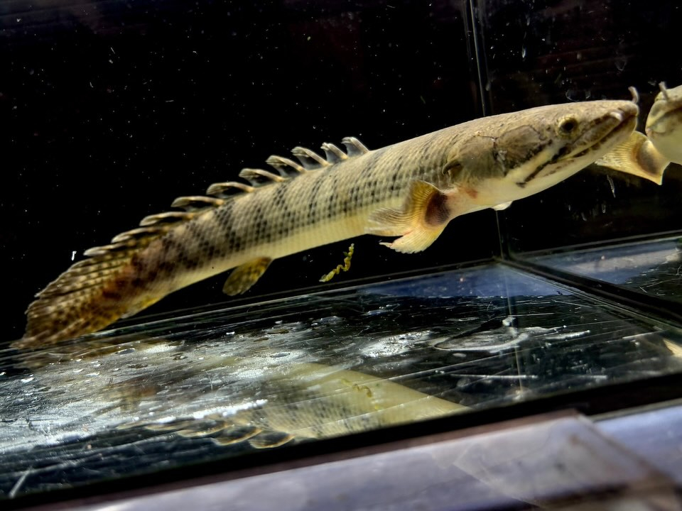 Po.ウィークシー 24cm コンゴ産