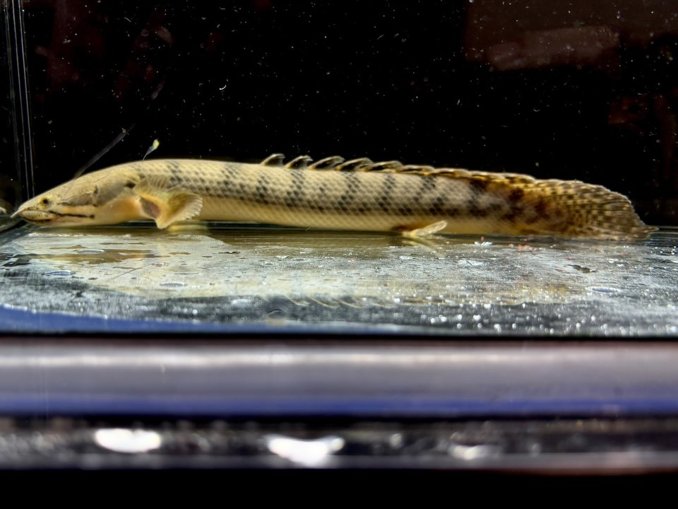 Po.ウィークシー 24cm コンゴ産