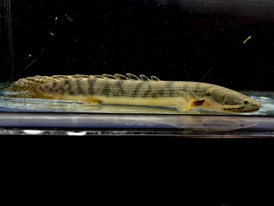 Po.ウィークシー 24cm コンゴ産