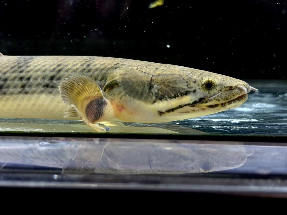 Po.ウィークシー 24cm コンゴ産