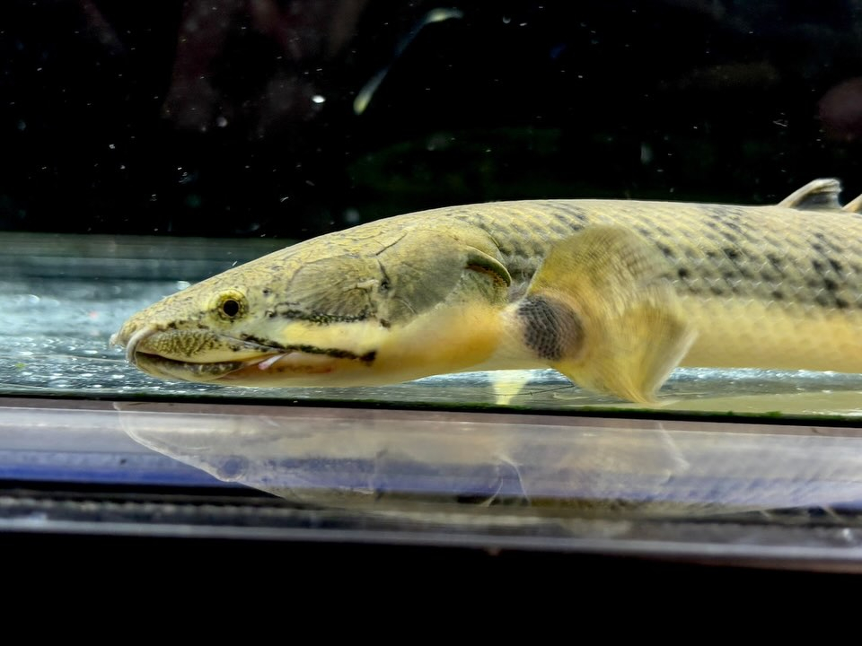 Po.ウィークシー 24cm コンゴ産