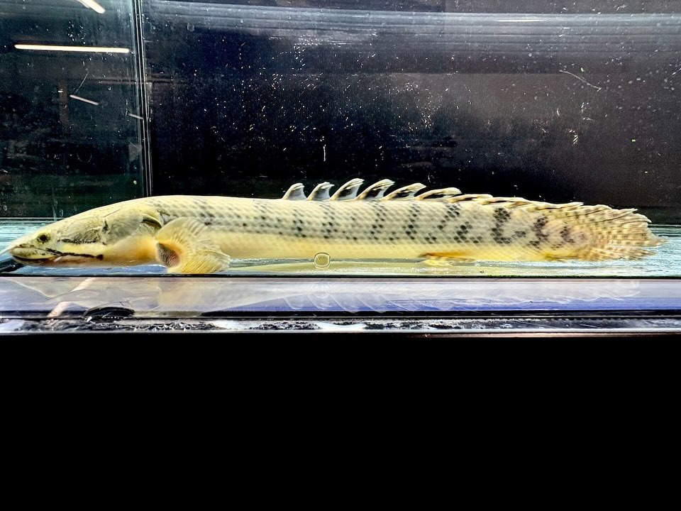Po.ウィークシー 24cm コンゴ産