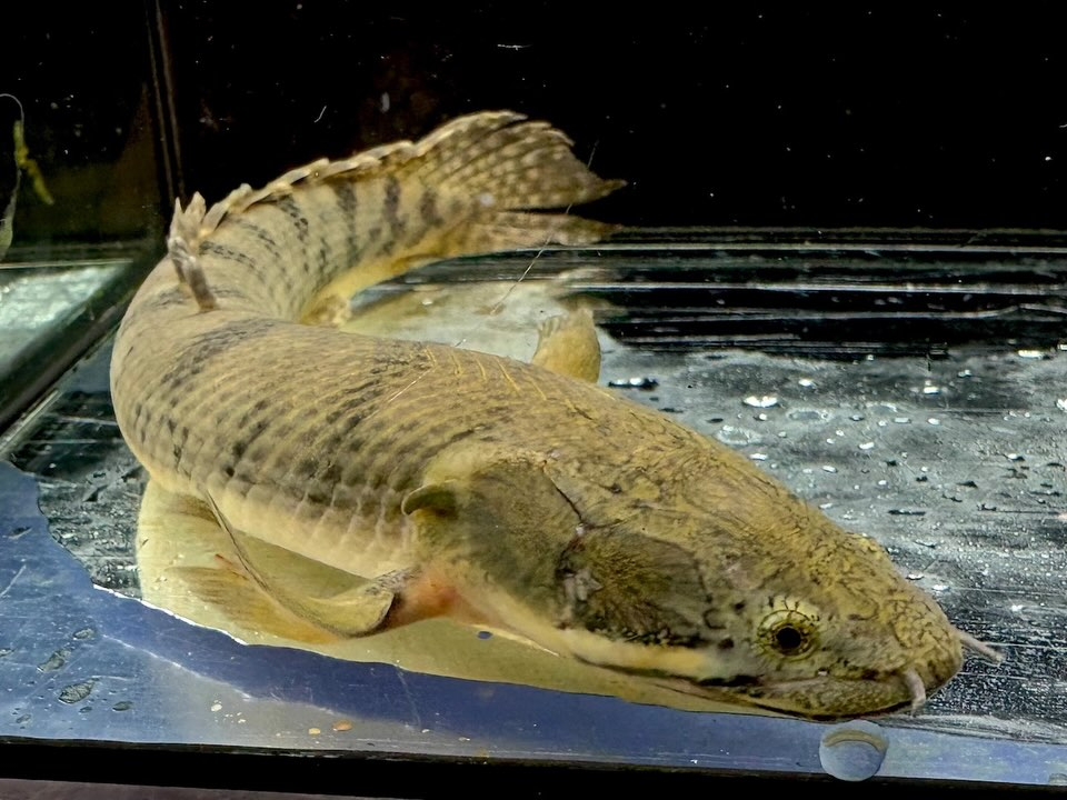 Po.ウィークシー 24cm コンゴ産