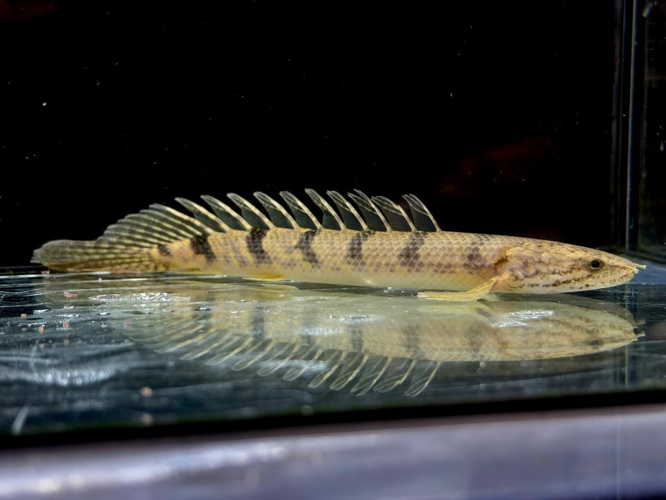 Po.デルヘッジ コンゴ産 15cm