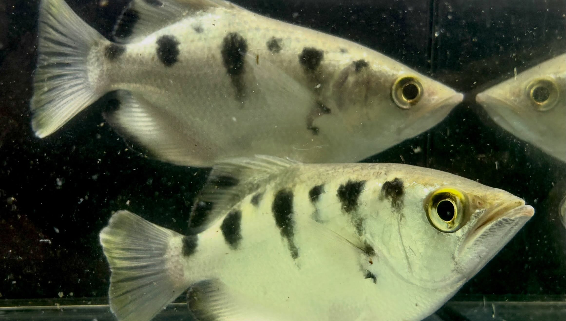 本日入荷🐟前回より大きめのサイズが