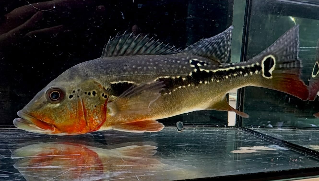 キクラ フォーゴ ①25cm± ブリード