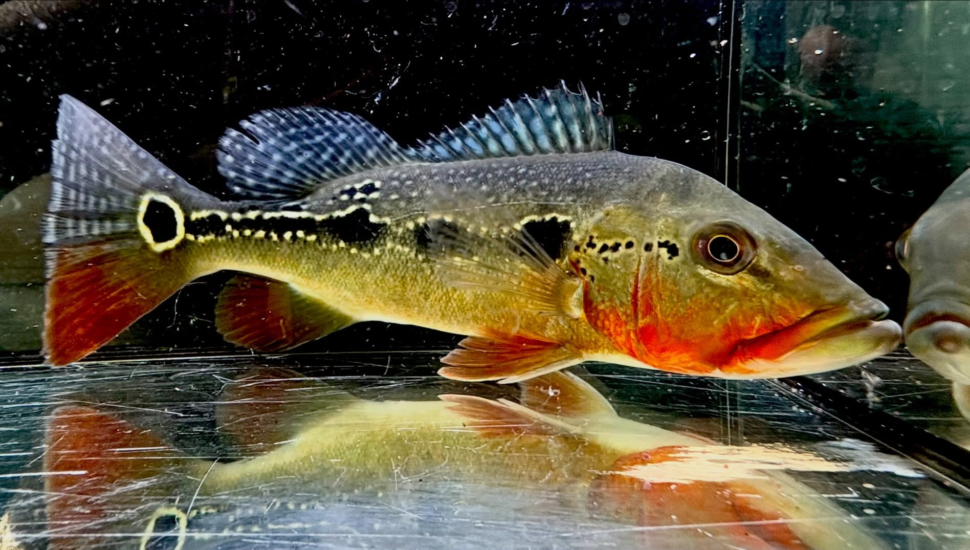 キクラ フォーゴ ①25cm± ブリード