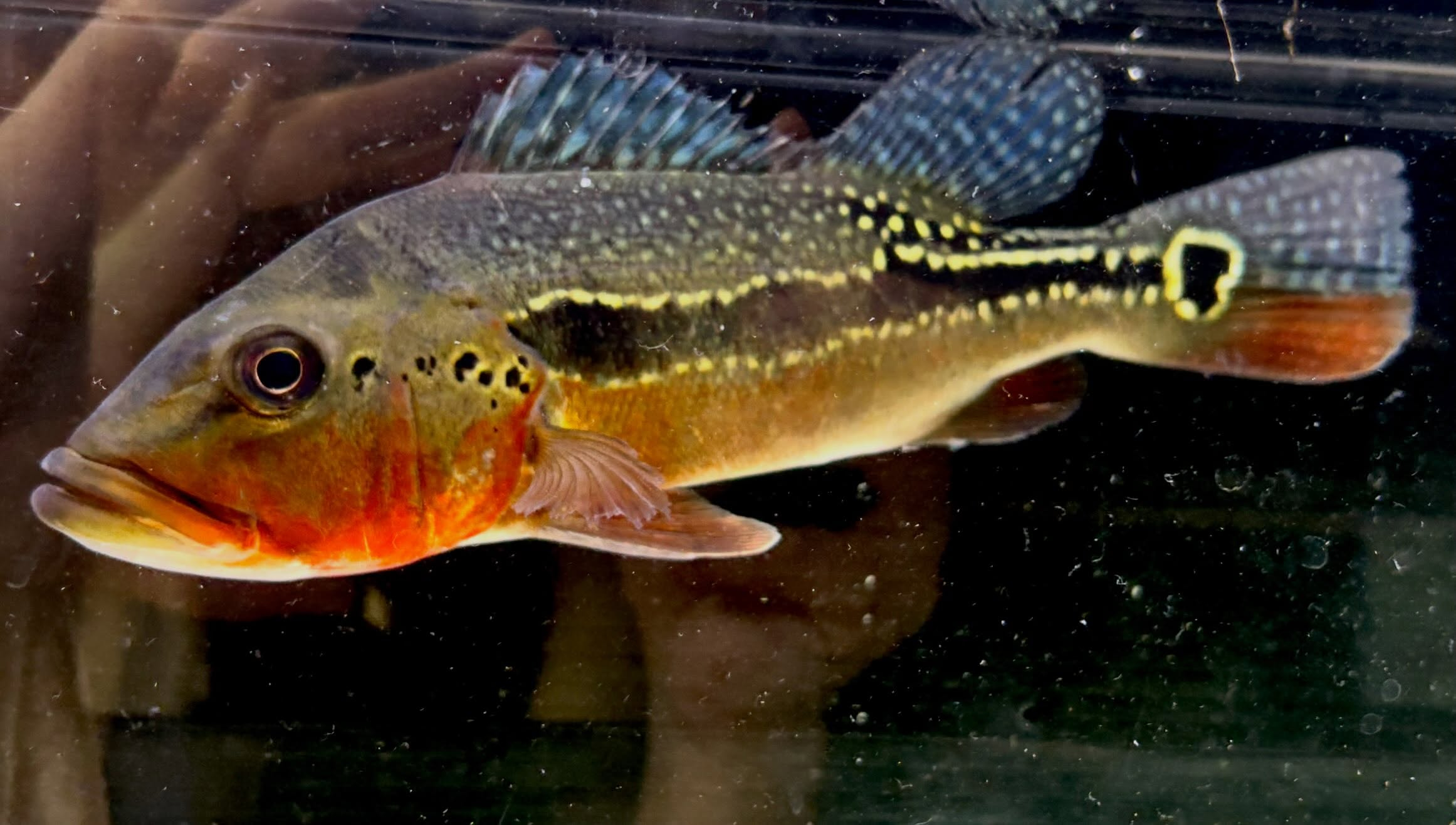 キクラ フォーゴ ② 24cm± ブリード