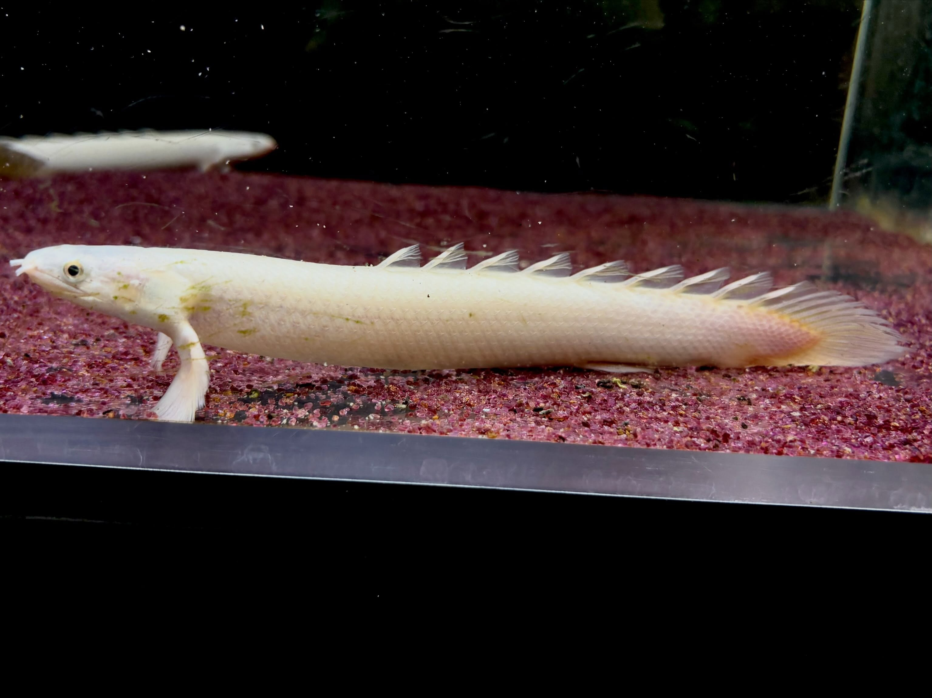 Po.セネガルス プラチナ 21〜24cm±