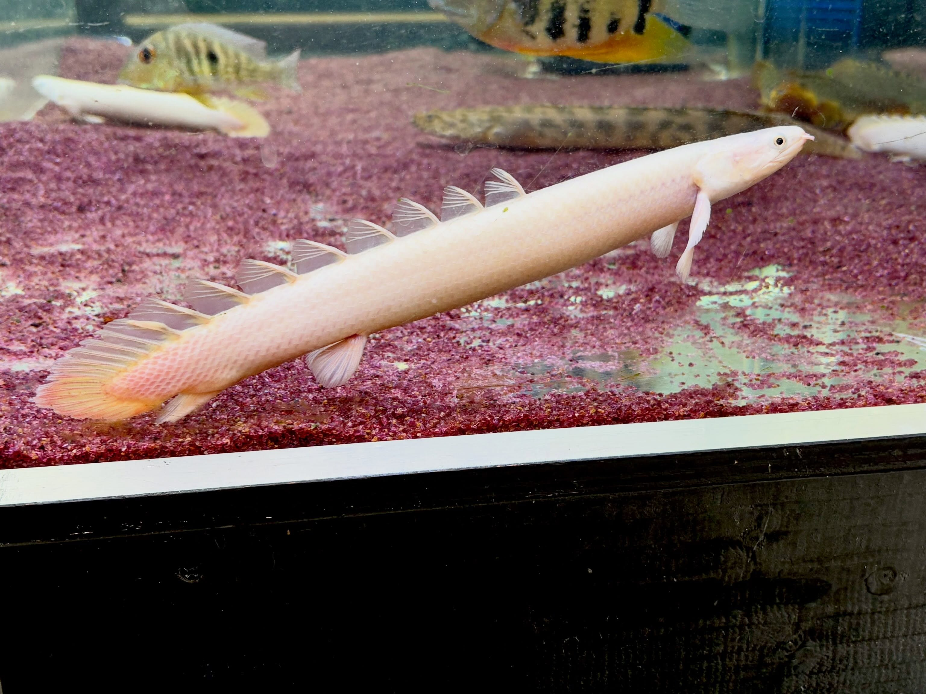 Po.セネガルス プラチナ 21〜24cm±