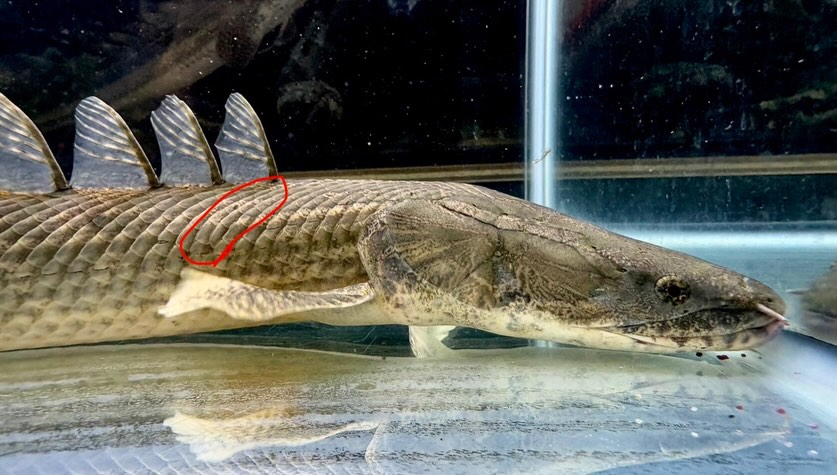 Po.ラプラディ サンカラニ川産 59cm