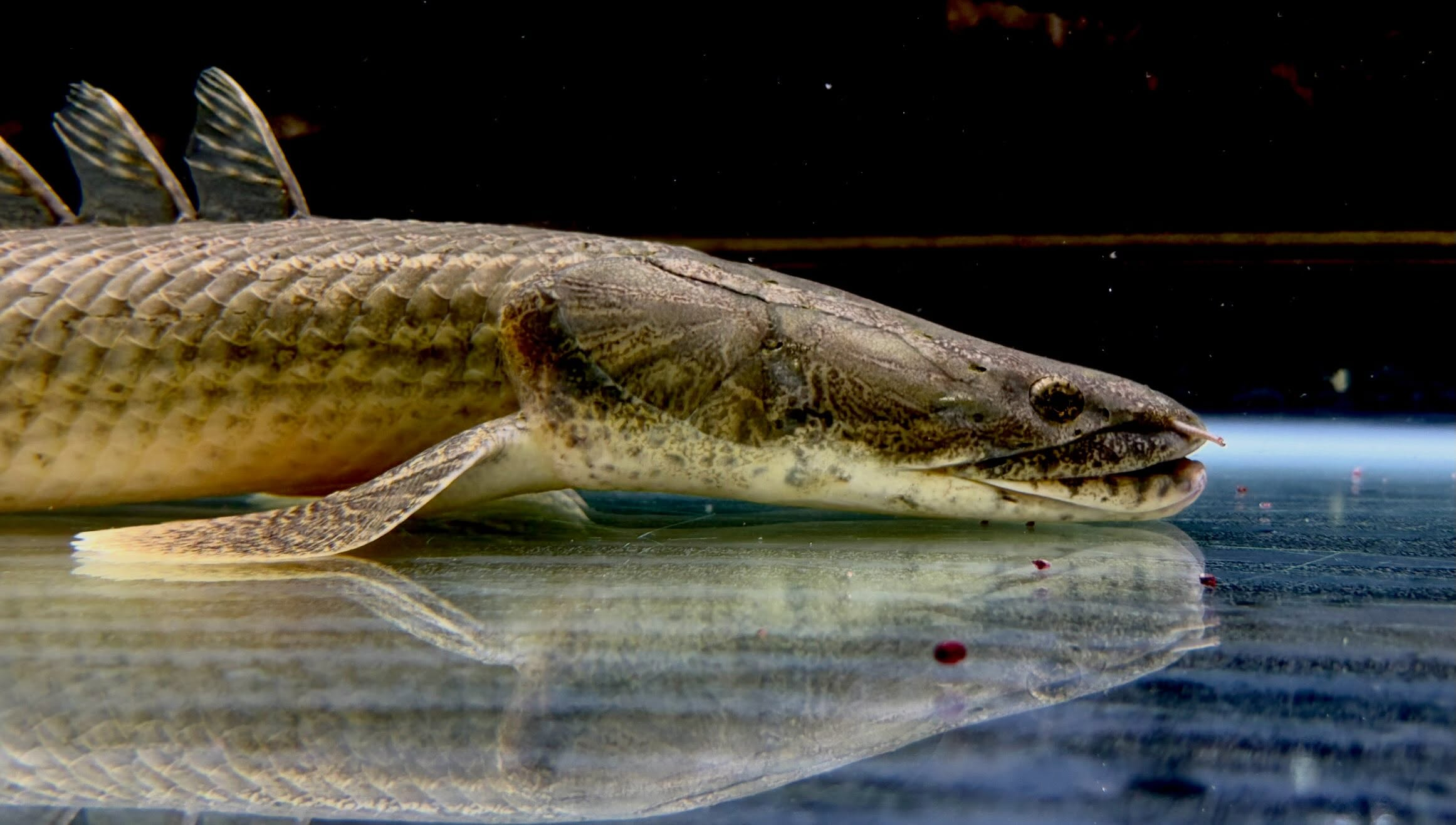 Po.ラプラディ サンカラニ川産 59cm