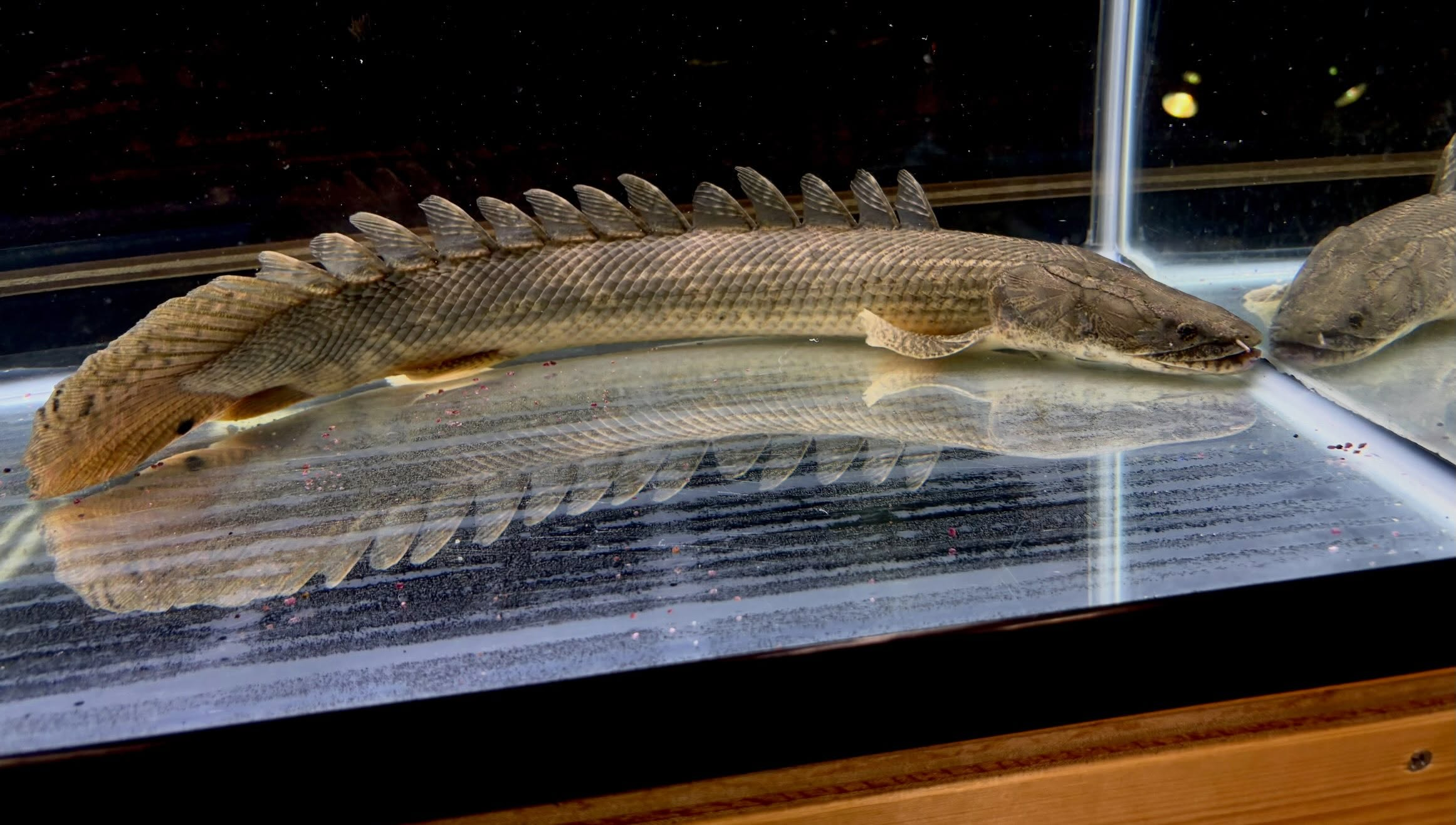 Po.ラプラディ サンカラニ川産 59cm