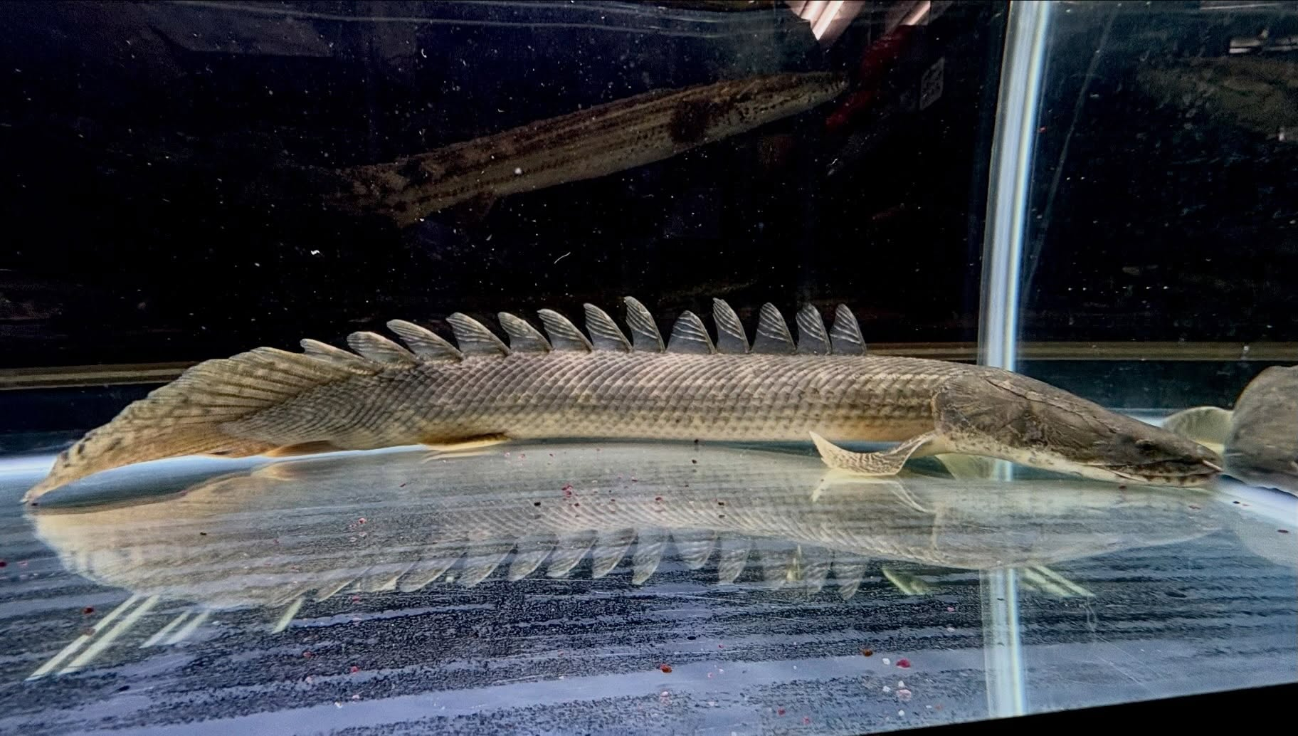 Po.ラプラディ サンカラニ川産 59cm