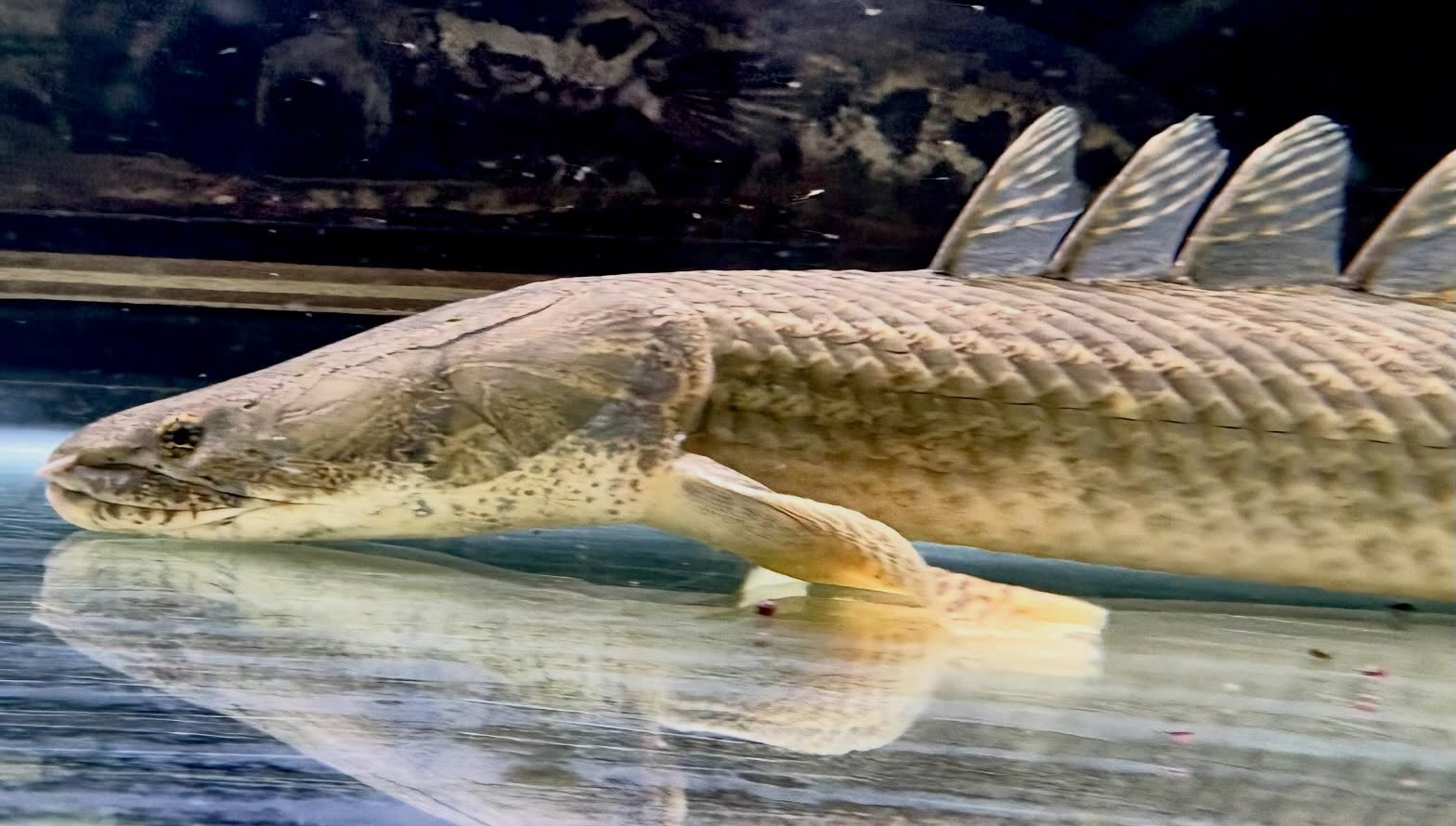 Po.ラプラディ サンカラニ川産 59cm