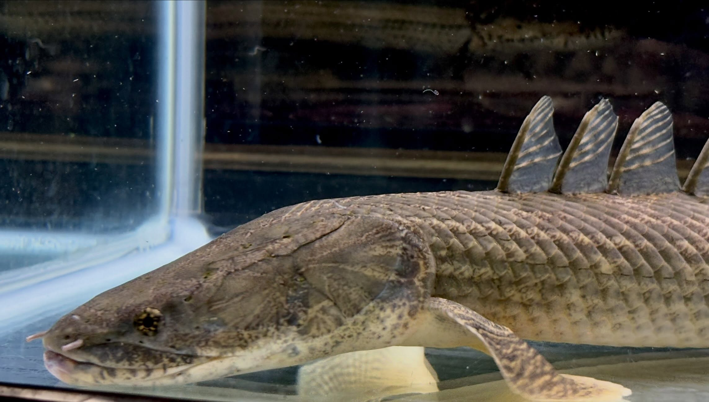 Po.ラプラディ サンカラニ川産 59cm