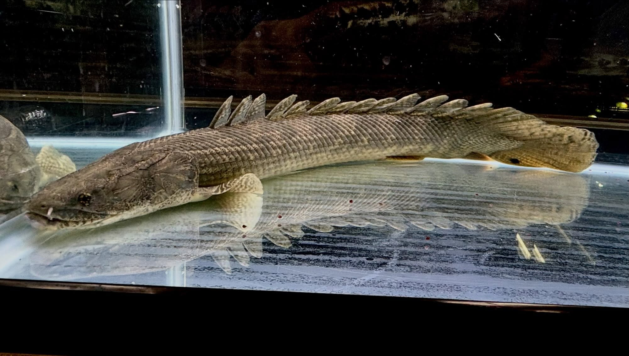 Po.ラプラディ サンカラニ川産 59cm