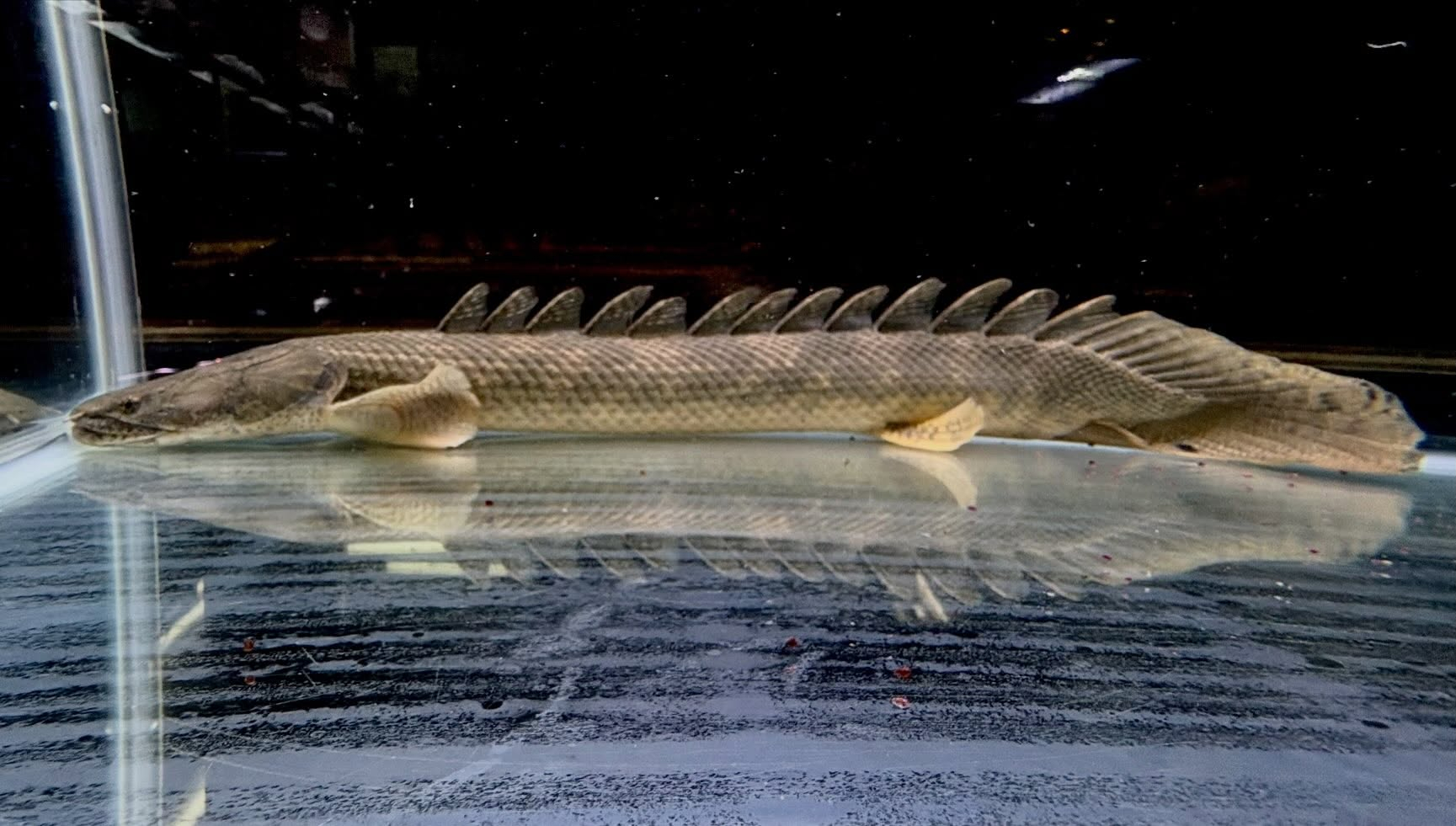 Po.ラプラディ サンカラニ川産 59cm