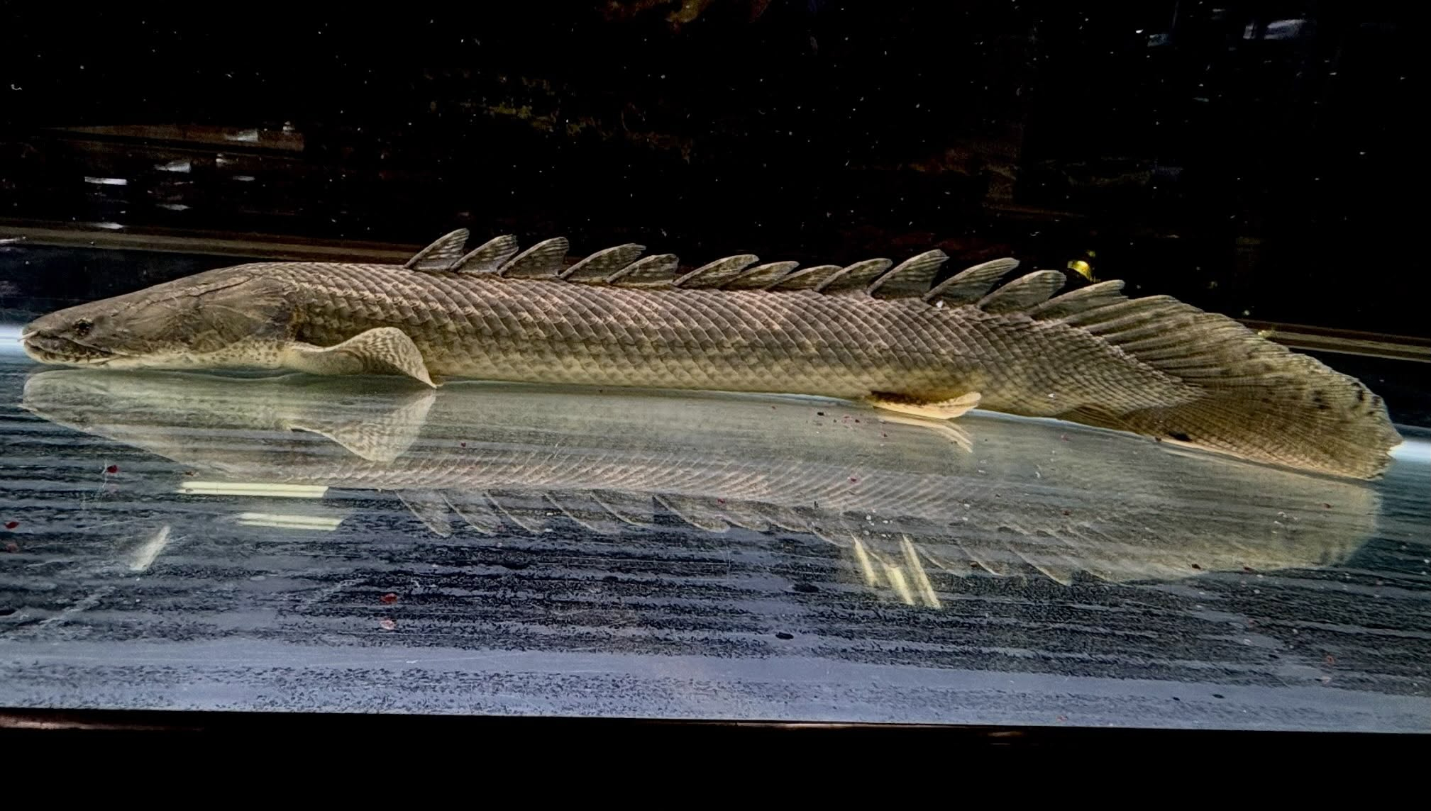 Po.ラプラディ サンカラニ川産 59cm