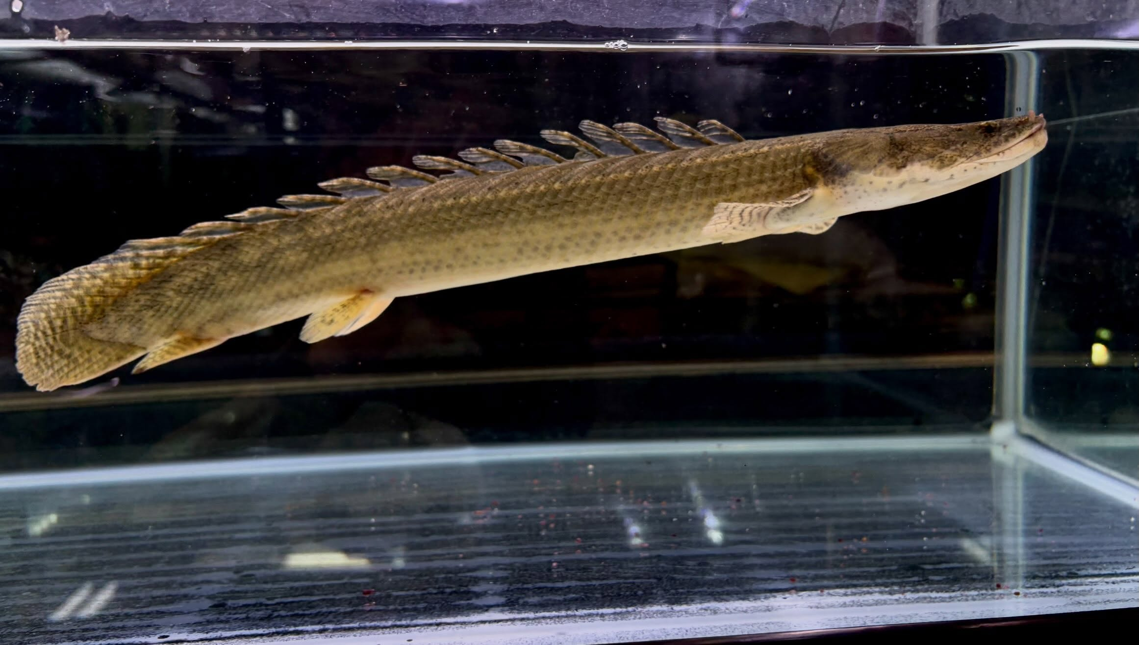 Po.ビキールsp コウロントン ①44cm±