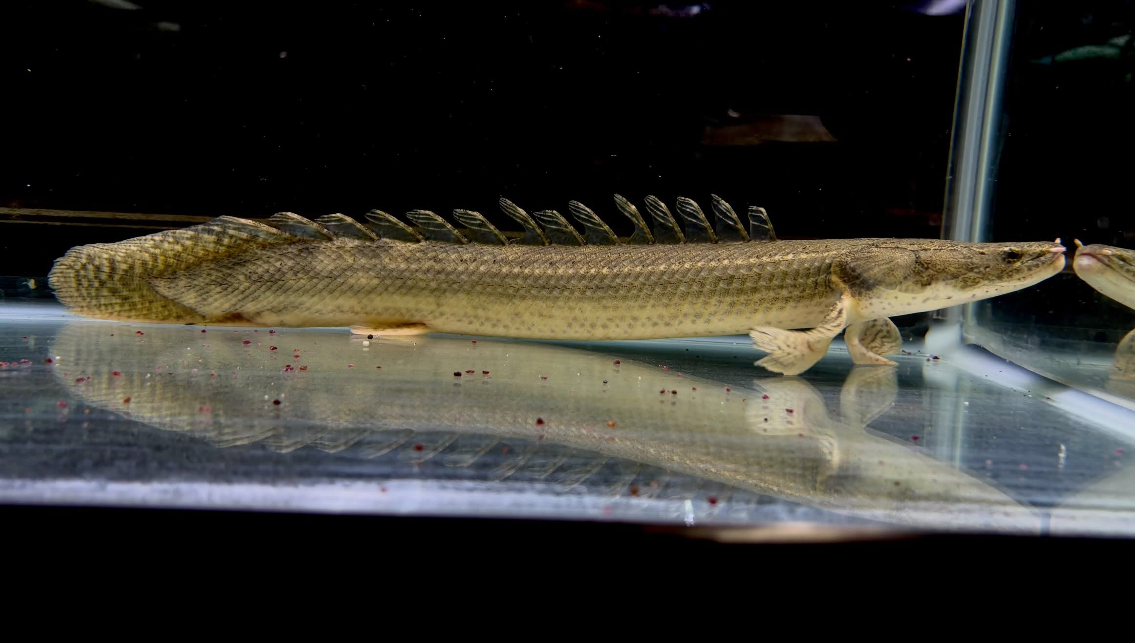 Po.ビキールsp コウロントン ①44cm±