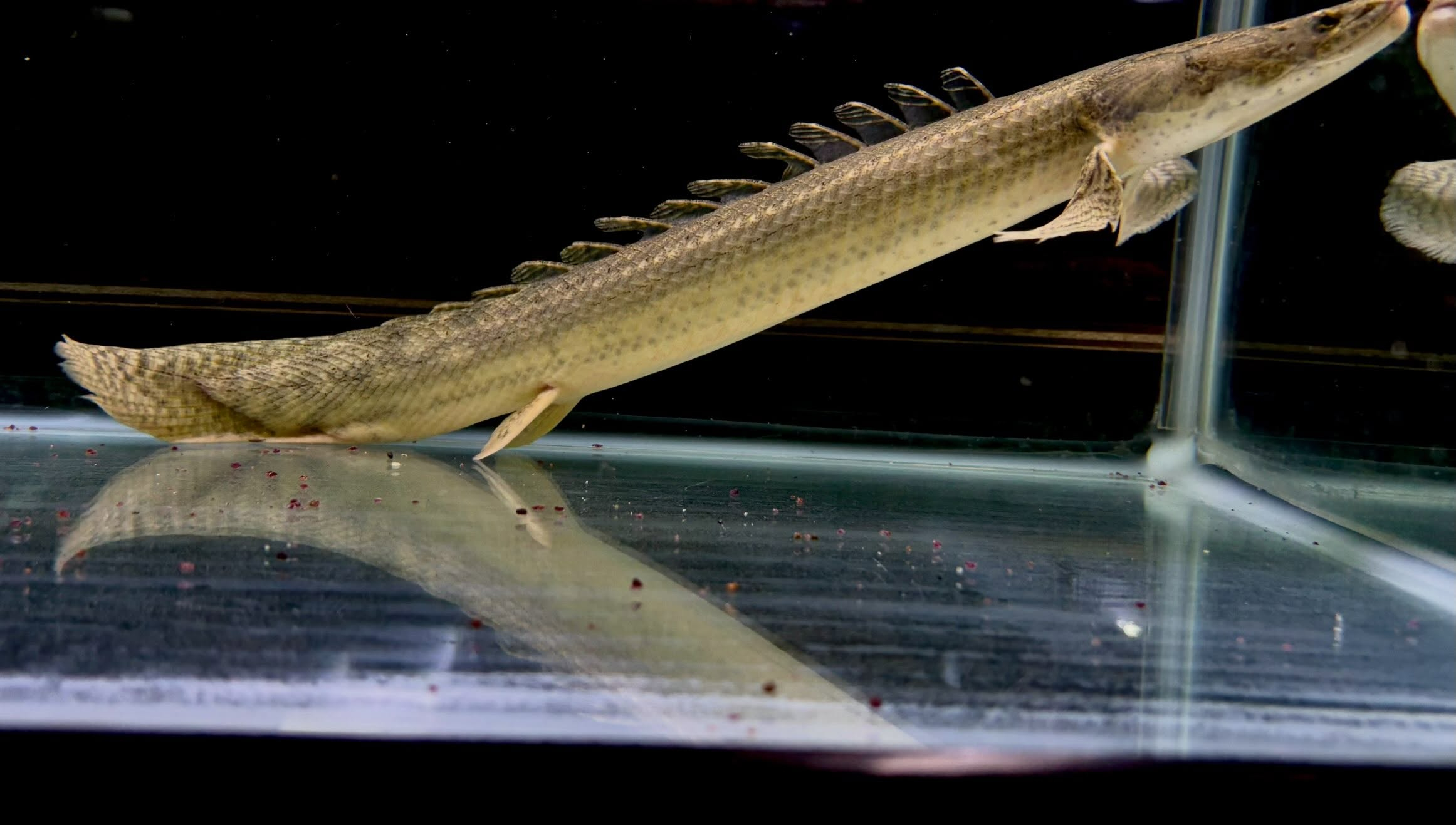 Po.ビキールsp コウロントン ①44cm±