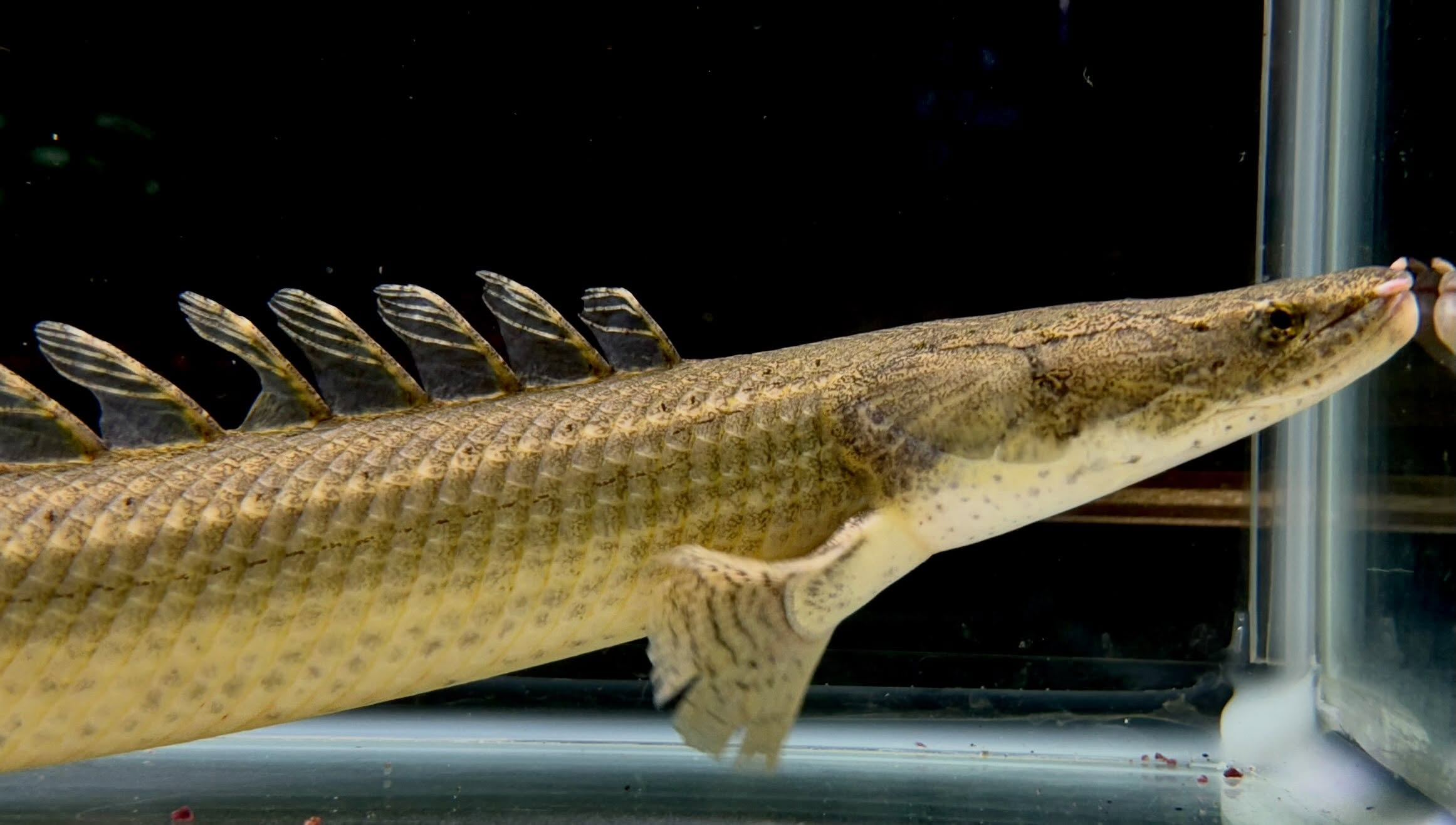 Po.ビキールsp コウロントン ①44cm±