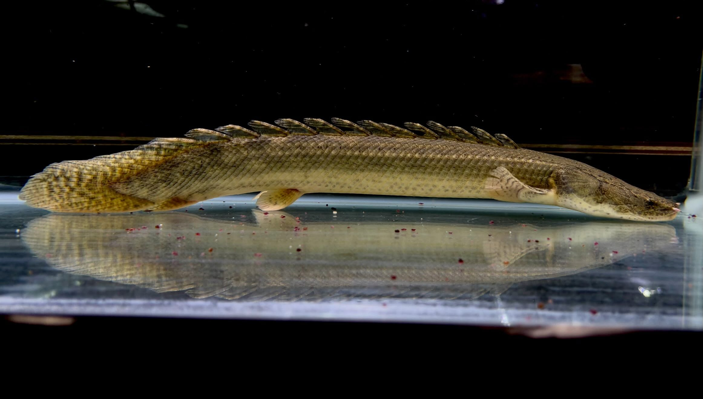 Po.ビキールsp コウロントン ①44cm±