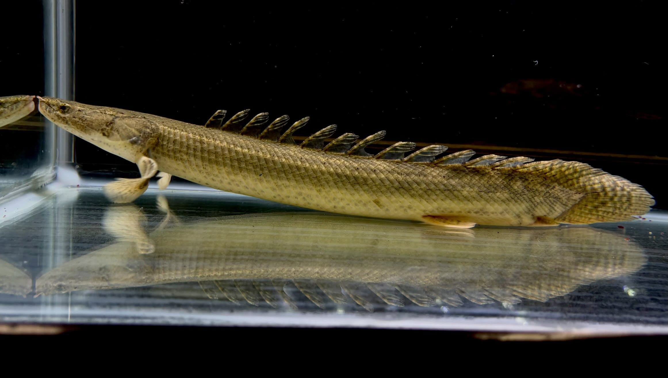 Po.ビキールsp コウロントン ①44cm±