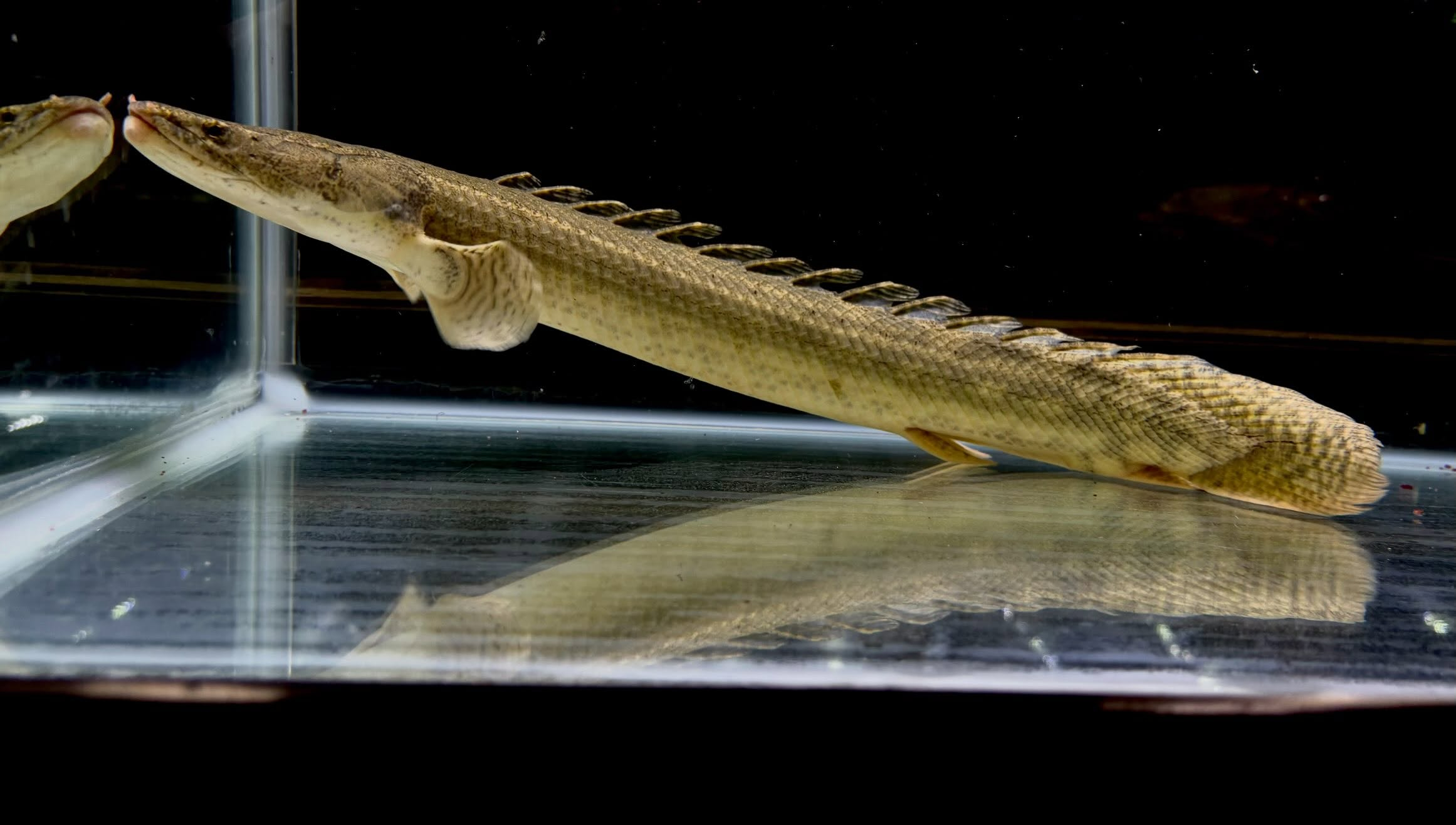 Po.ビキールsp コウロントン ①44cm±