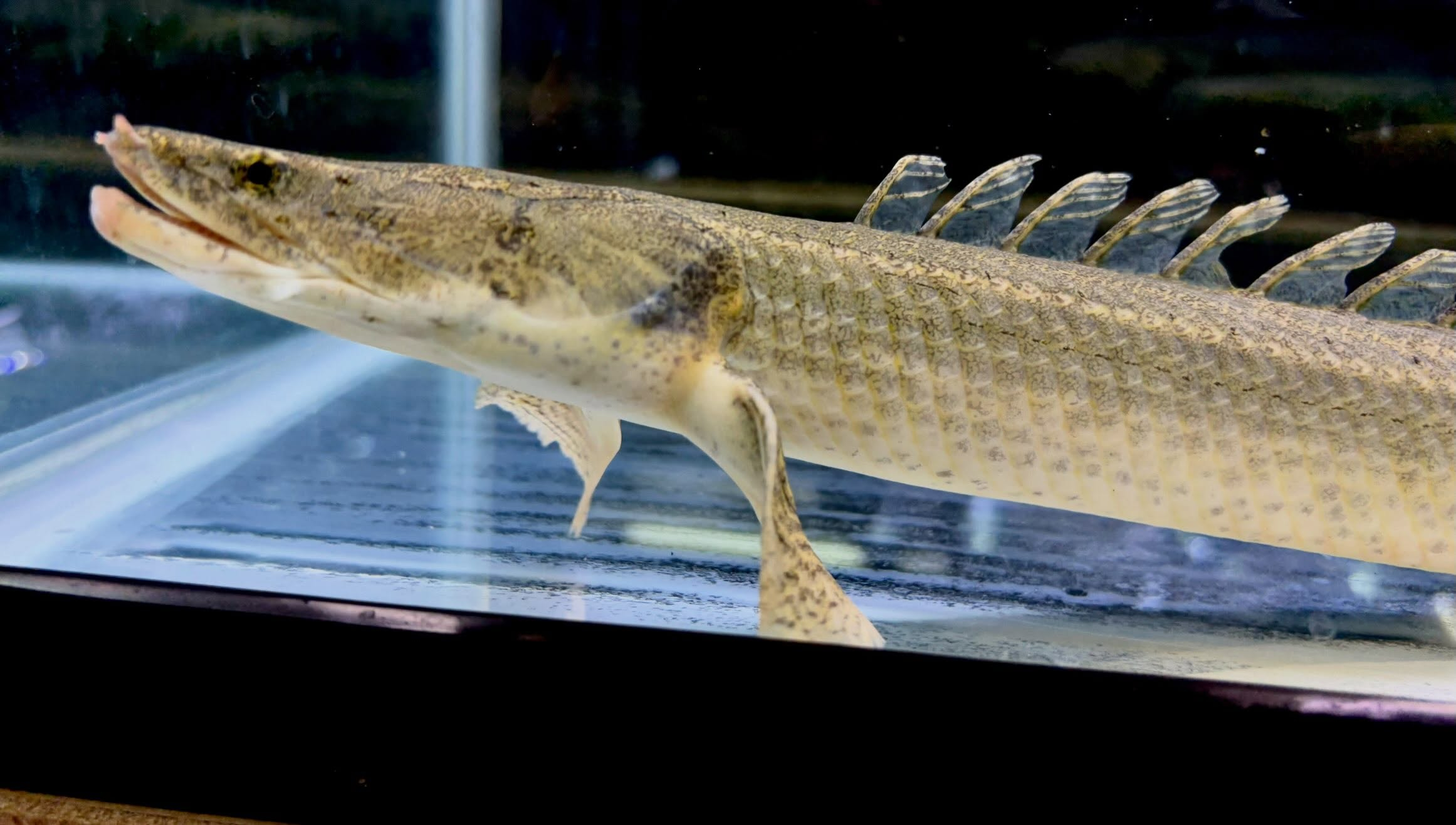 Po.ビキールsp コウロントン ①44cm±