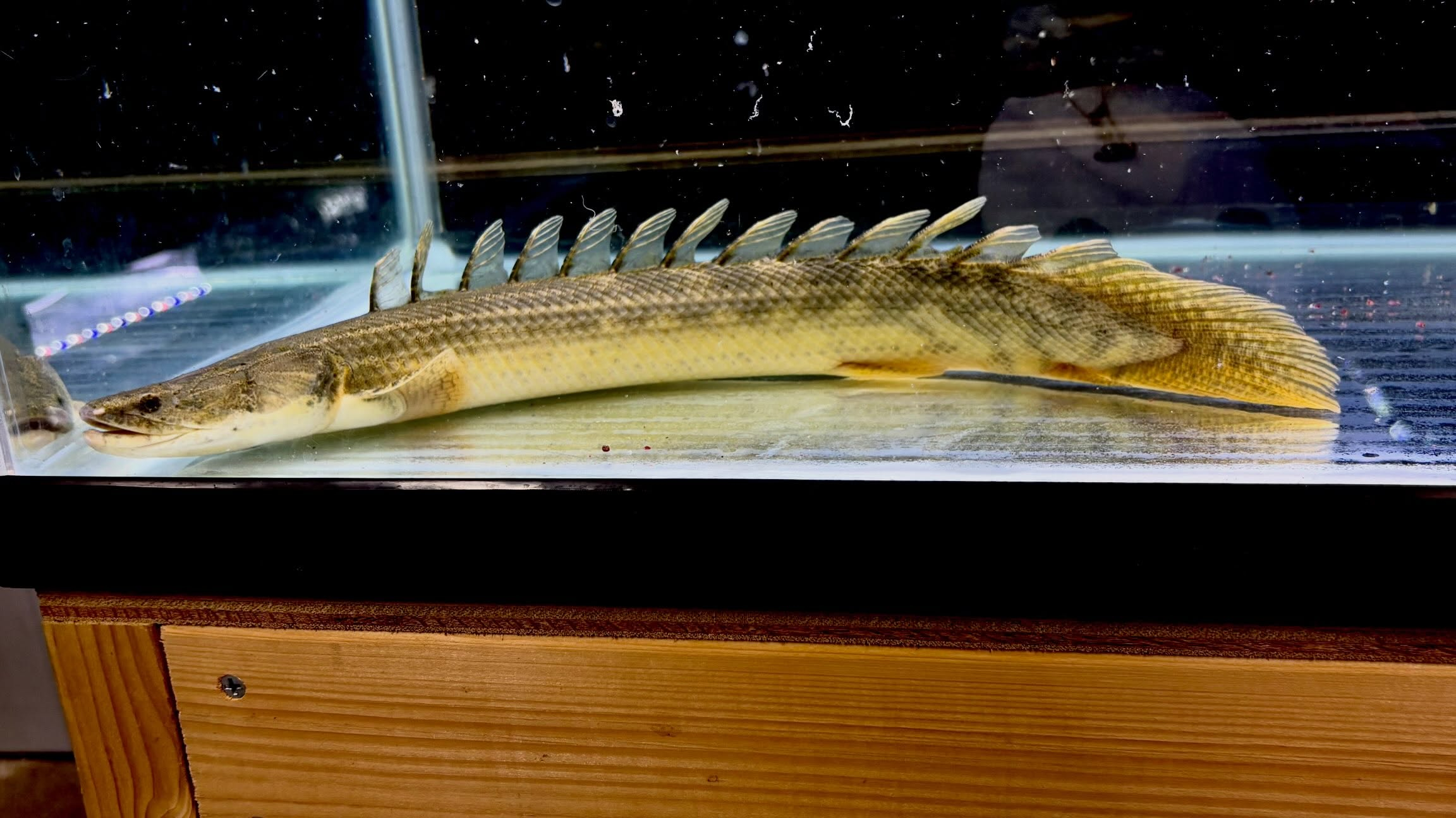 Po.ビキールsp コウロントン ②45cm±