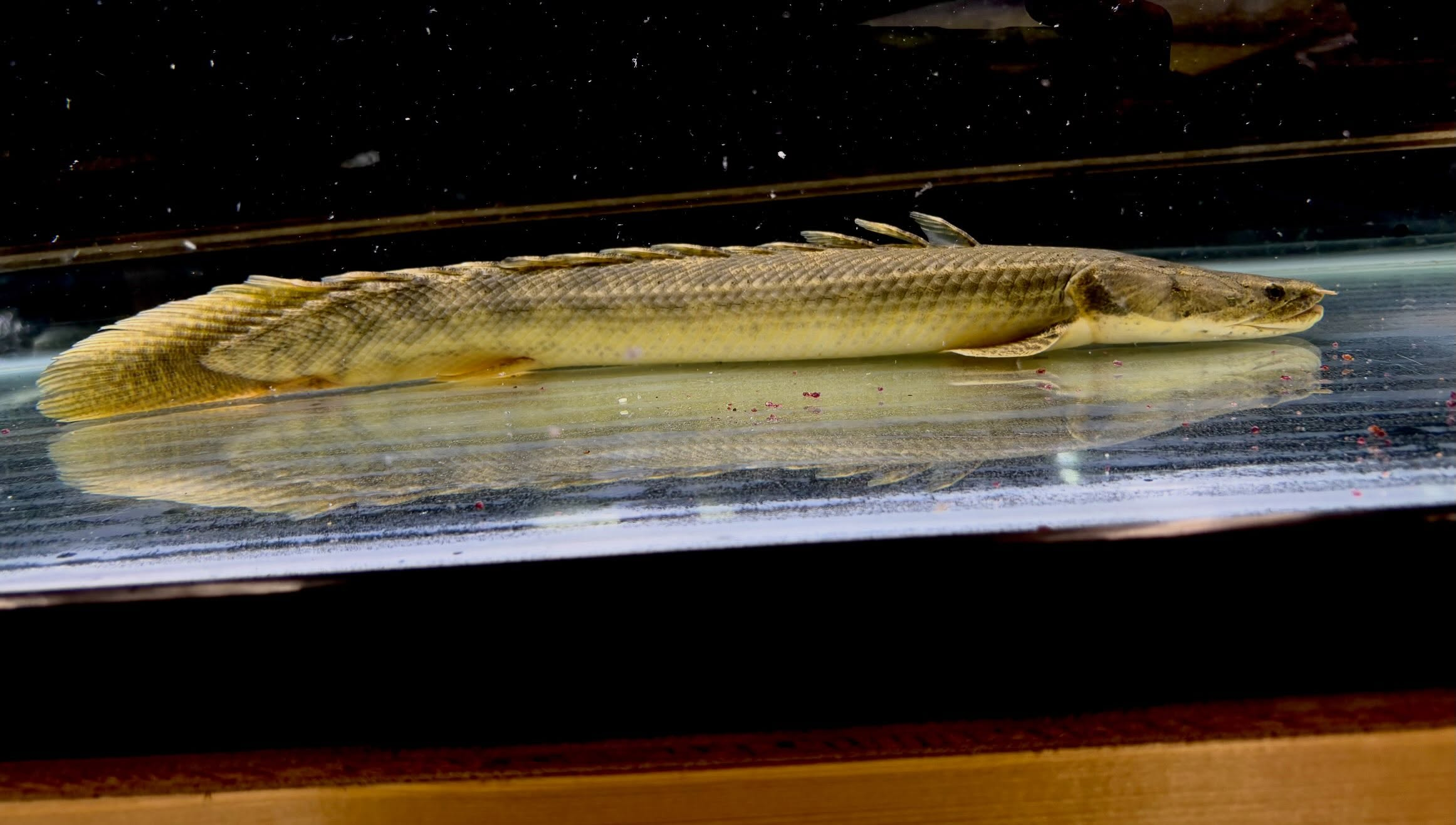 Po.ビキールsp コウロントン ②45cm±