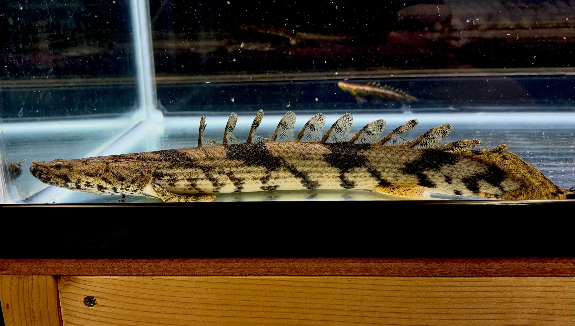 Po.エンドリケリー ギニア便ファラナ産④39cm