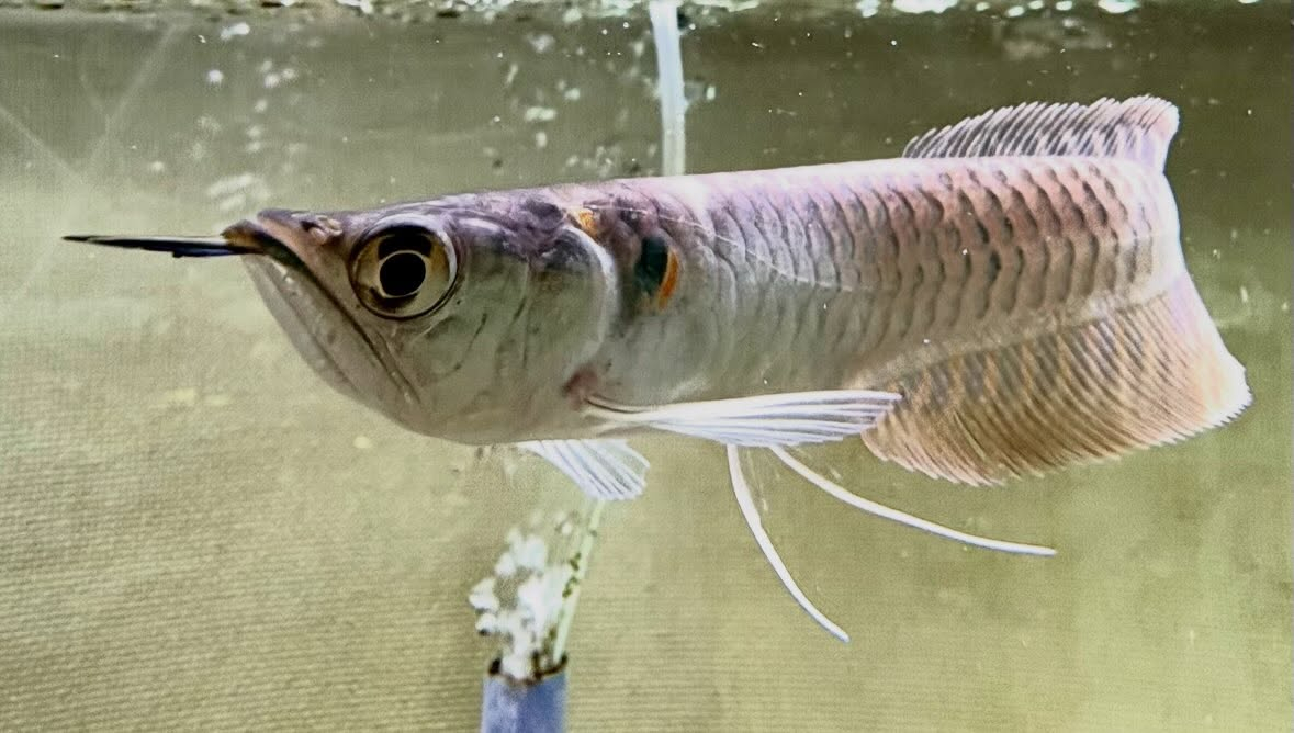 シルバーアロワナ 14〜15cm±