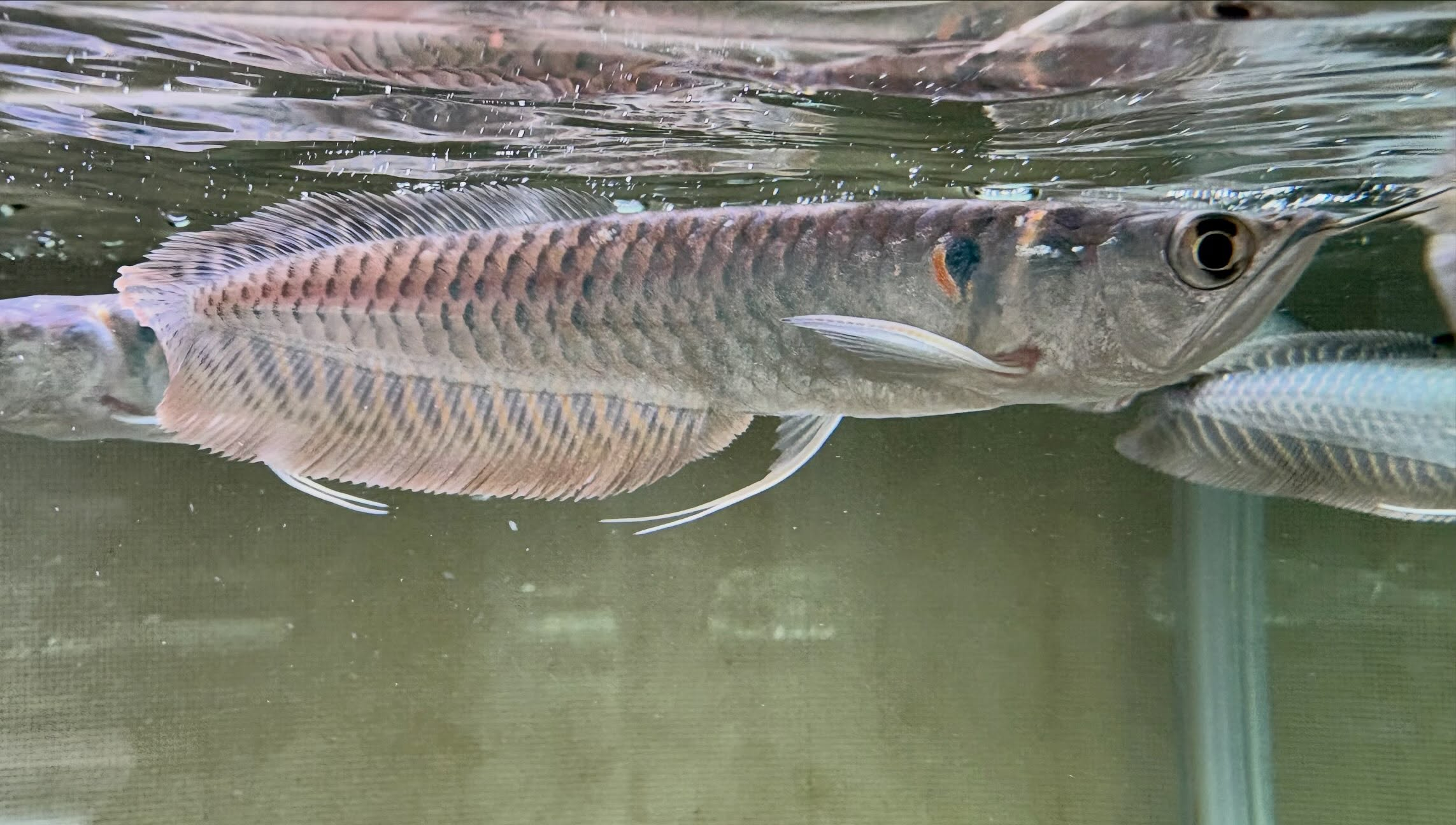 シルバーアロワナ 14〜15cm±