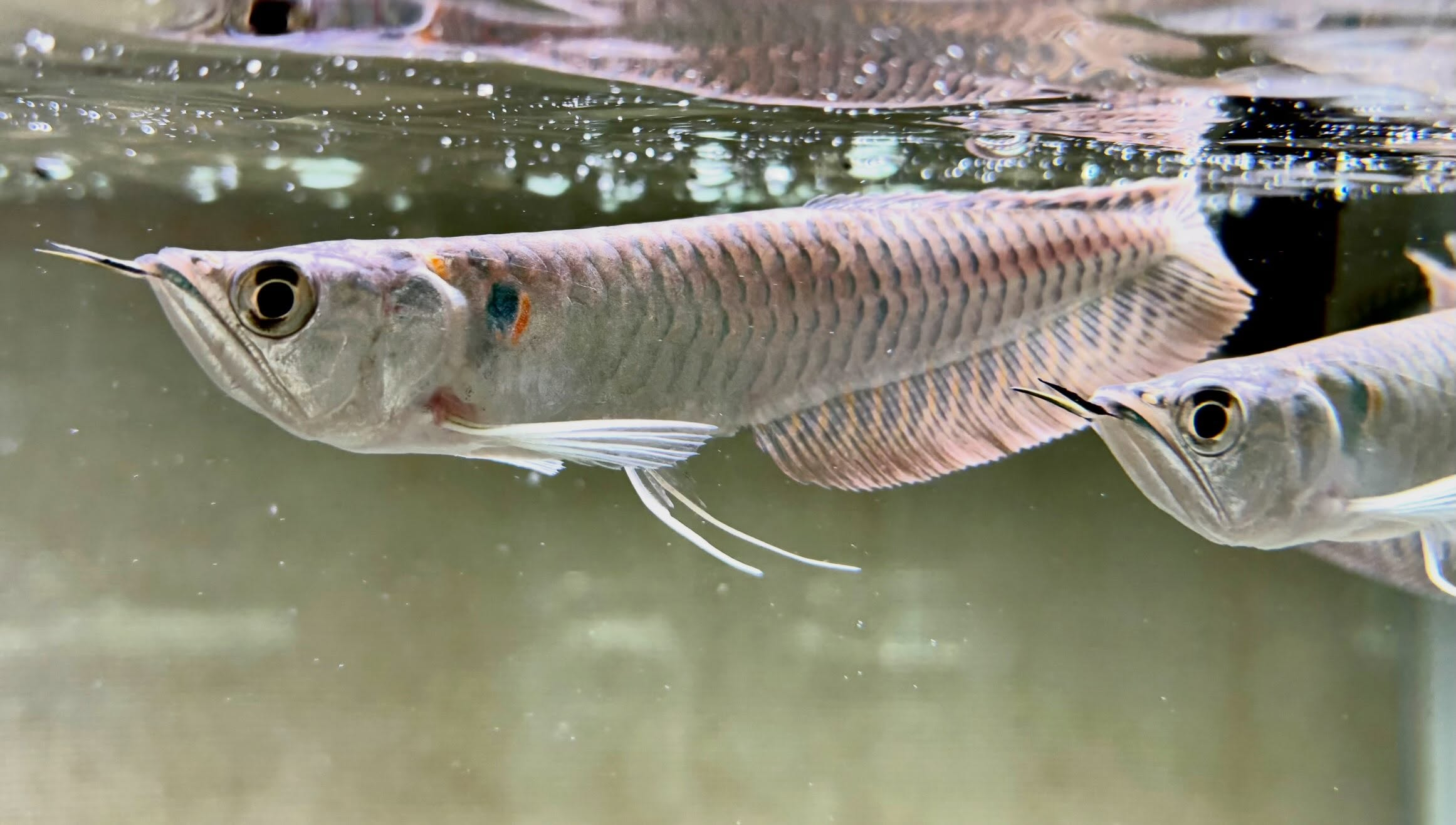 シルバーアロワナ 14〜15cm±
