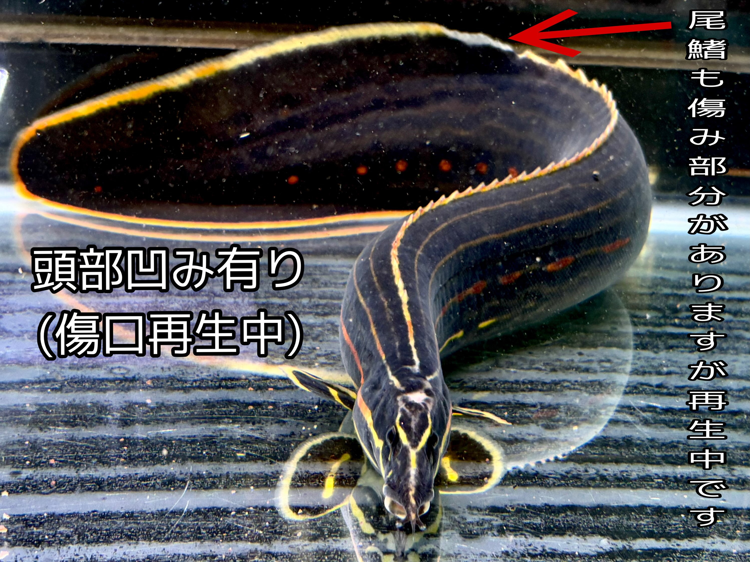ファイヤースパイニーイール 50up ①55cm± インドネ...