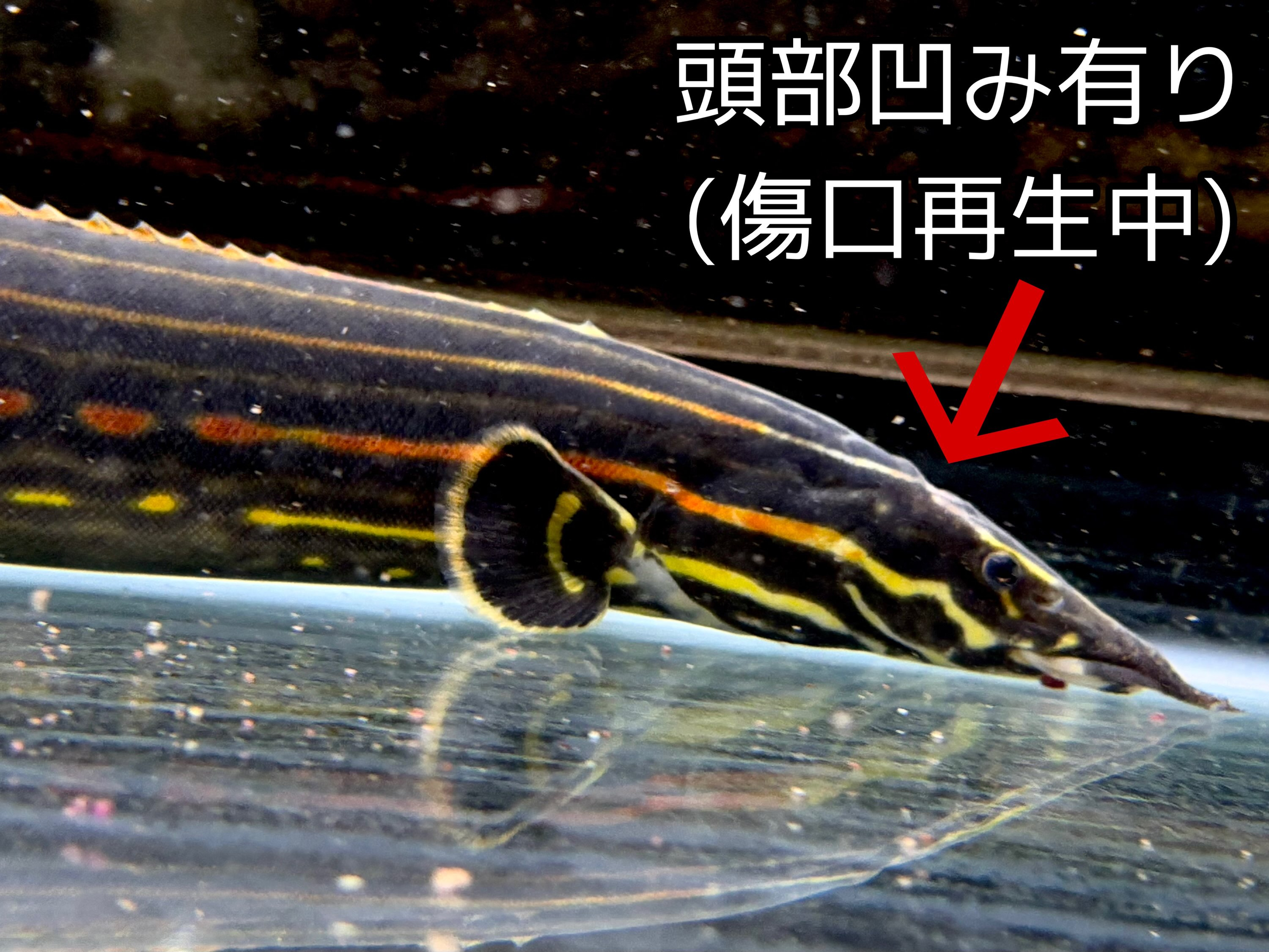 ファイヤースパイニーイール 50up ①55cm± インドネ...