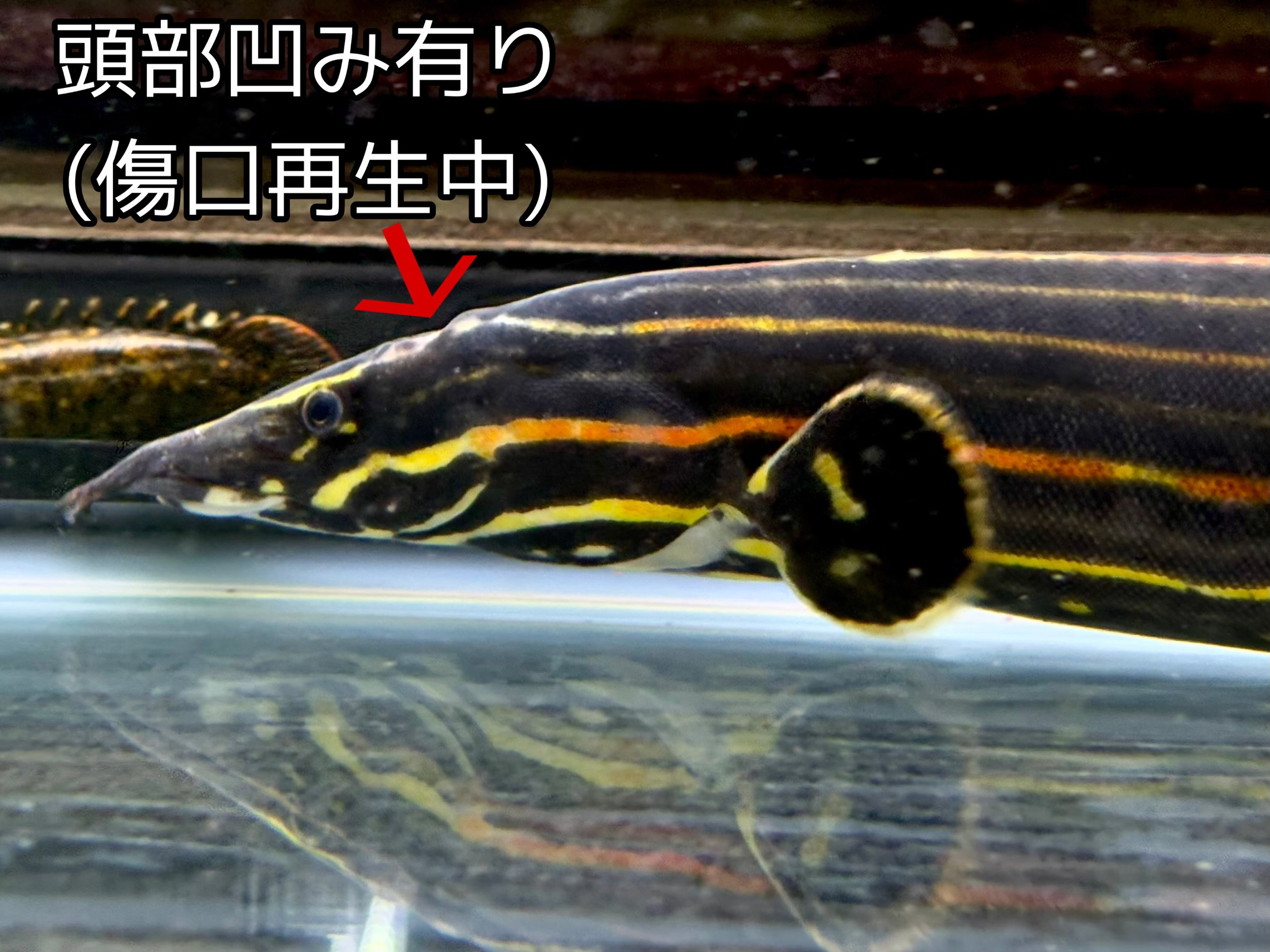 ファイヤースパイニーイール 50up ①55cm± インドネ...
