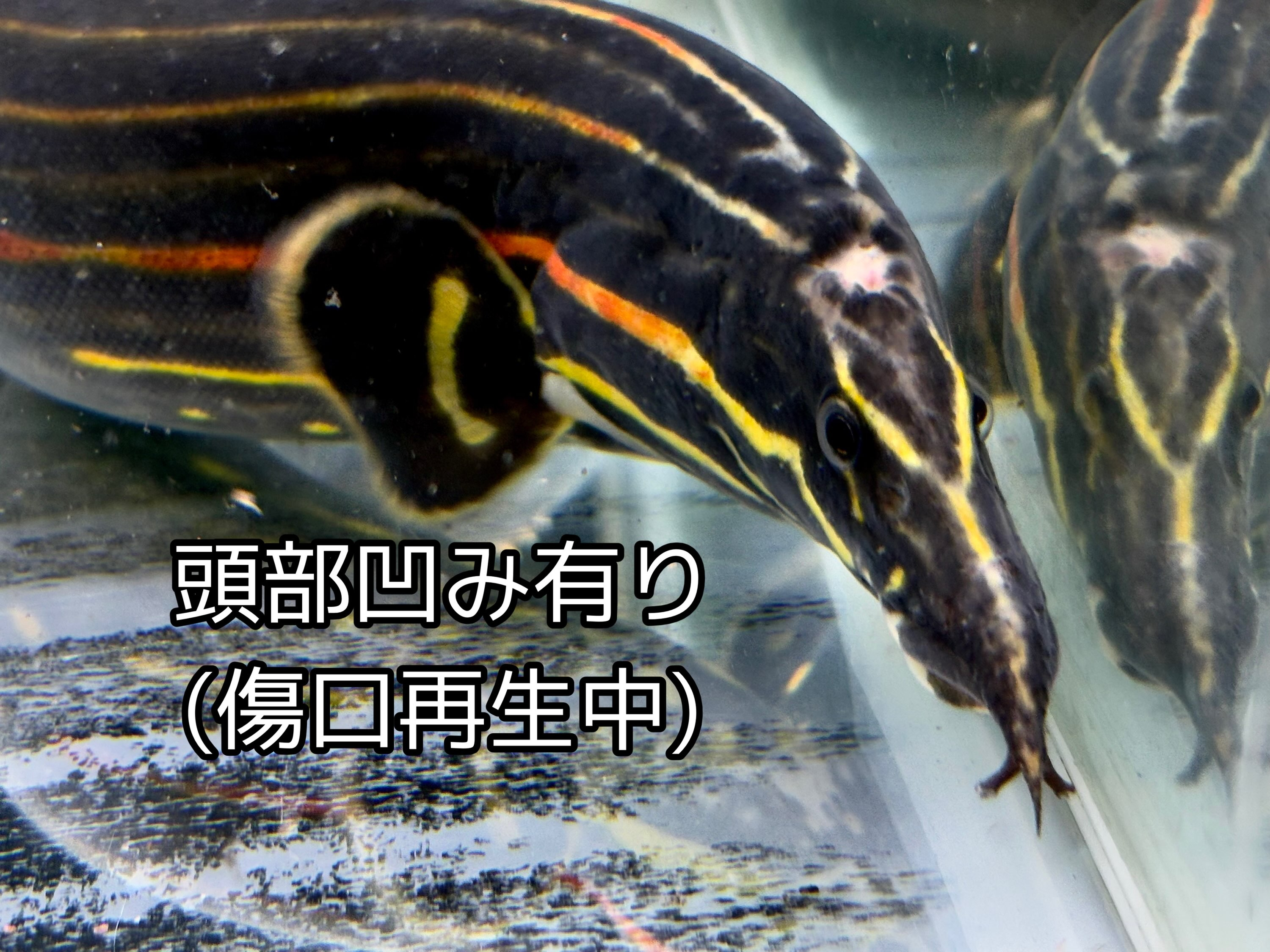 ファイヤースパイニーイール 50up ①55cm± インドネ...