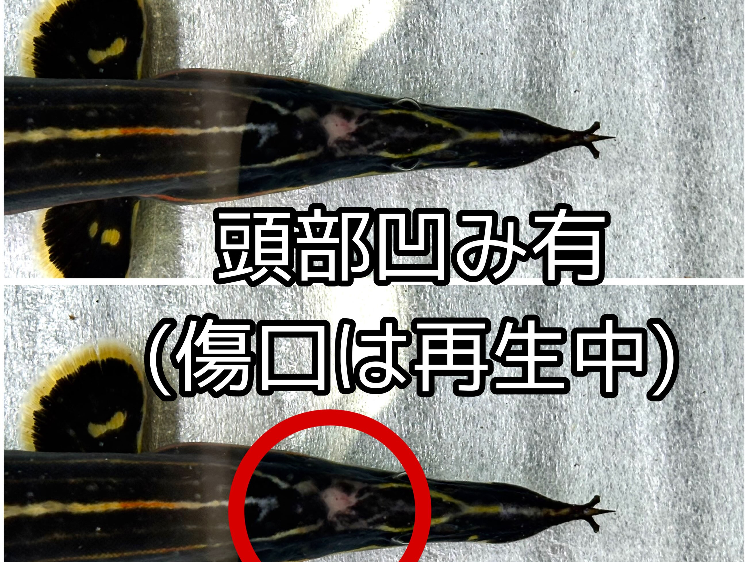 ファイヤースパイニーイール 50up ①55cm± インドネ...