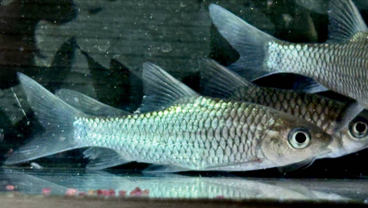 フェニックスバルブ 10cm± 