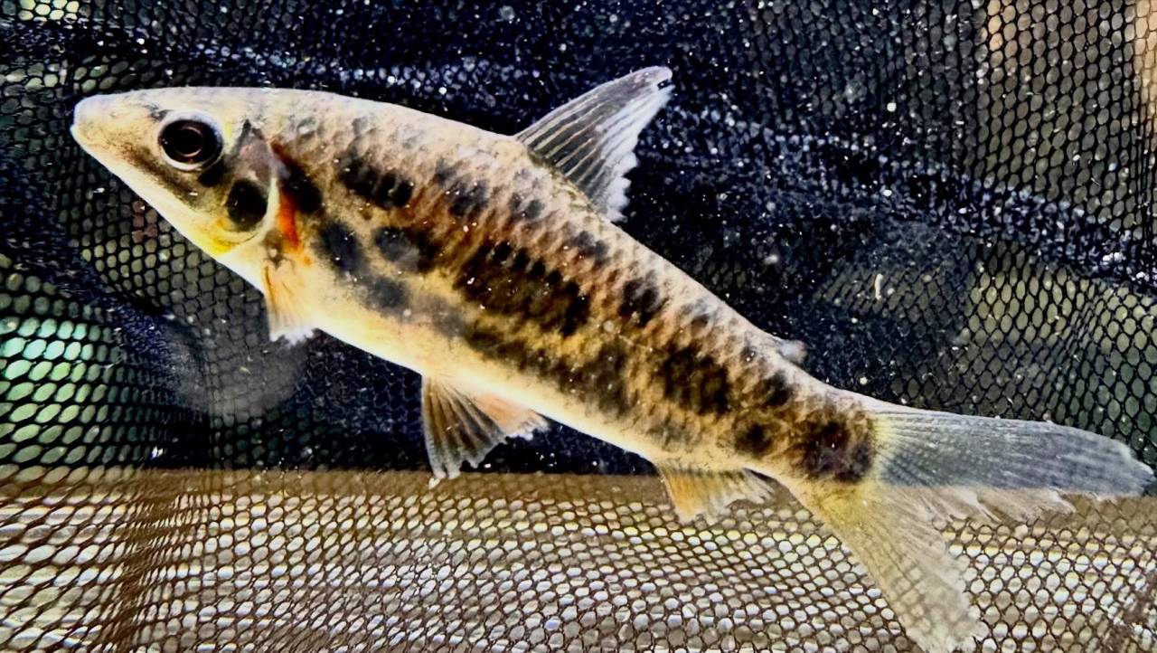 レポリヌス ナイスニー 6〜7cm± 
